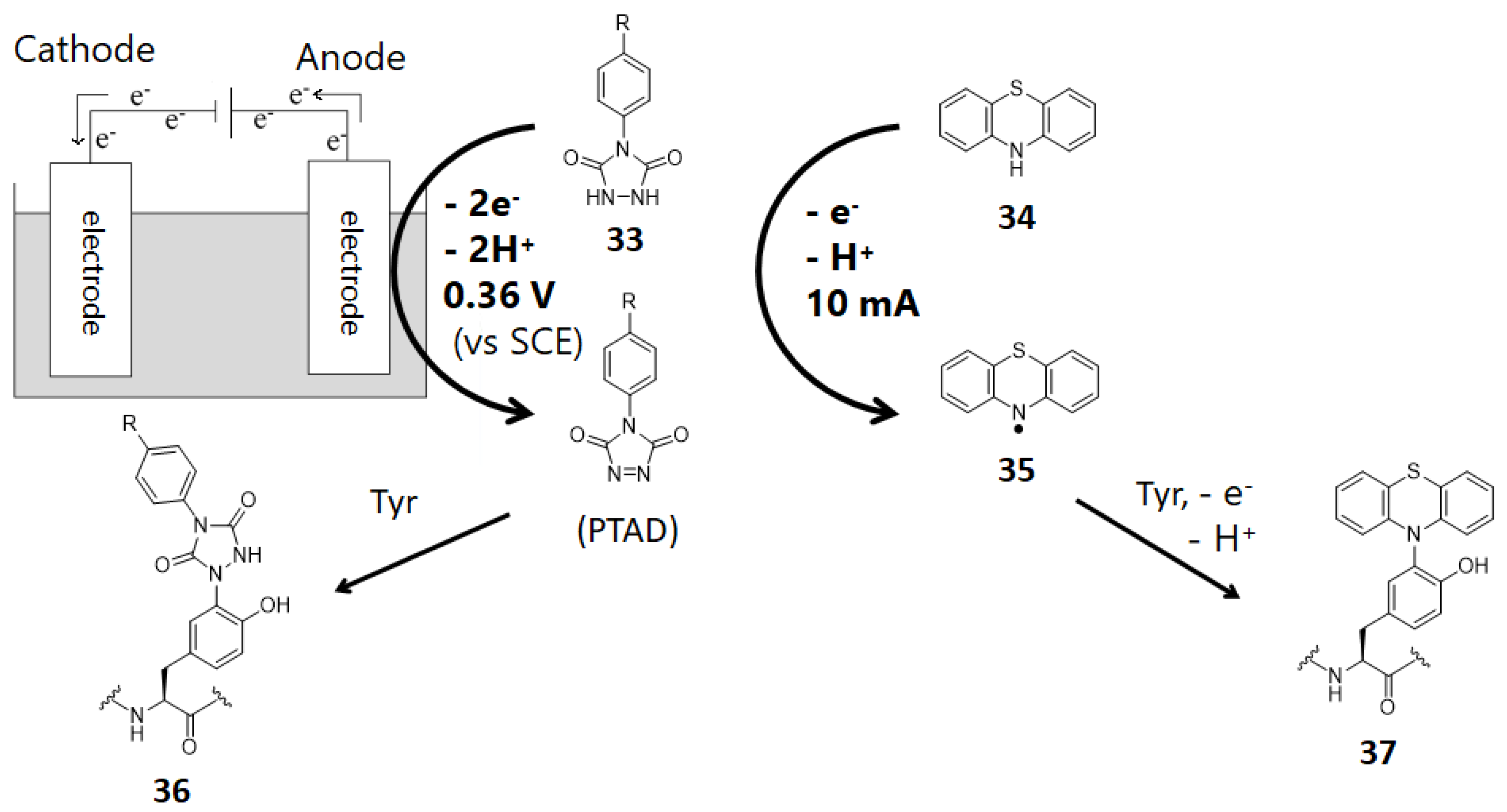 Molecules 24 03980 g011