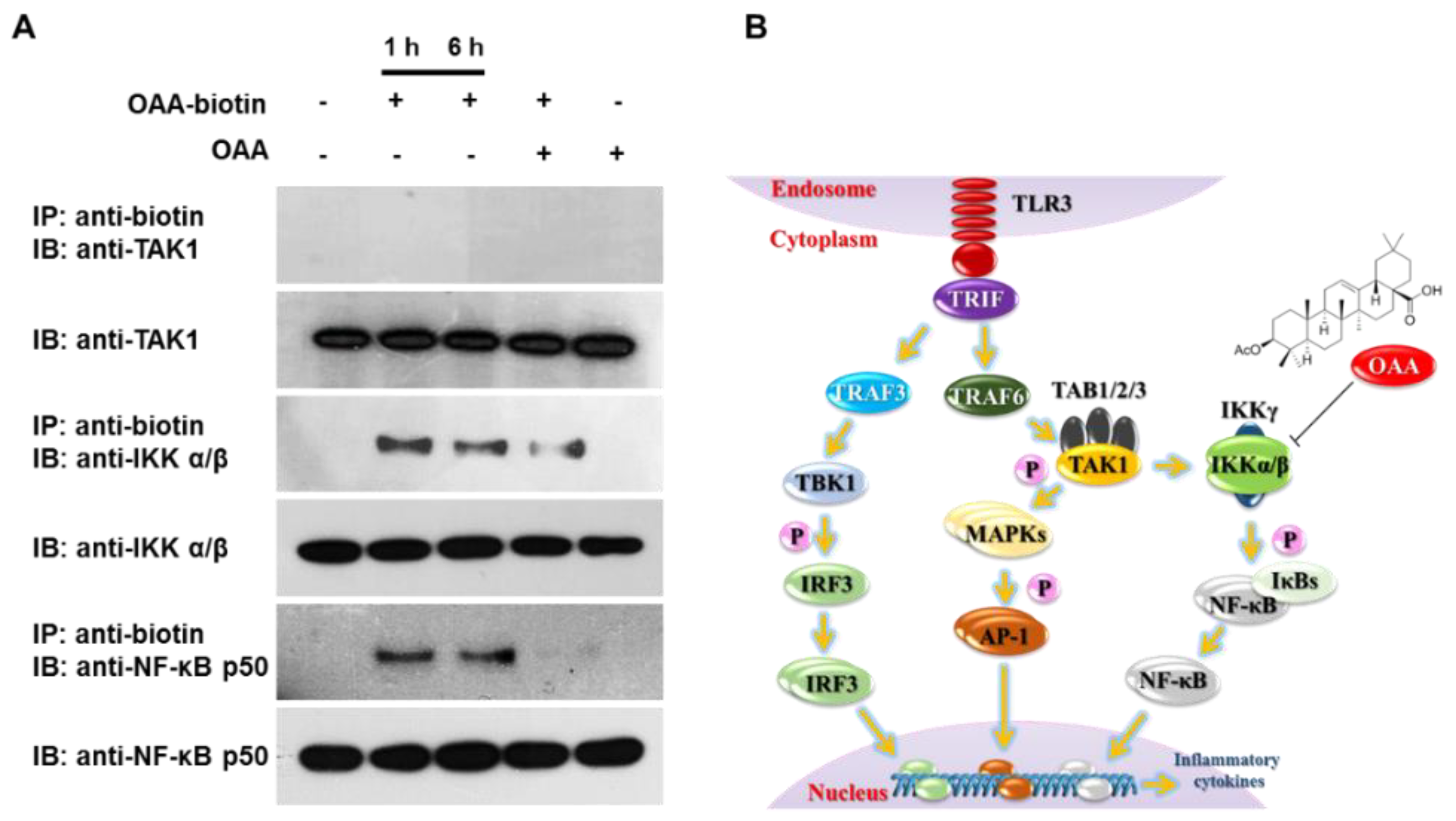 Molecules 24 04002 g004