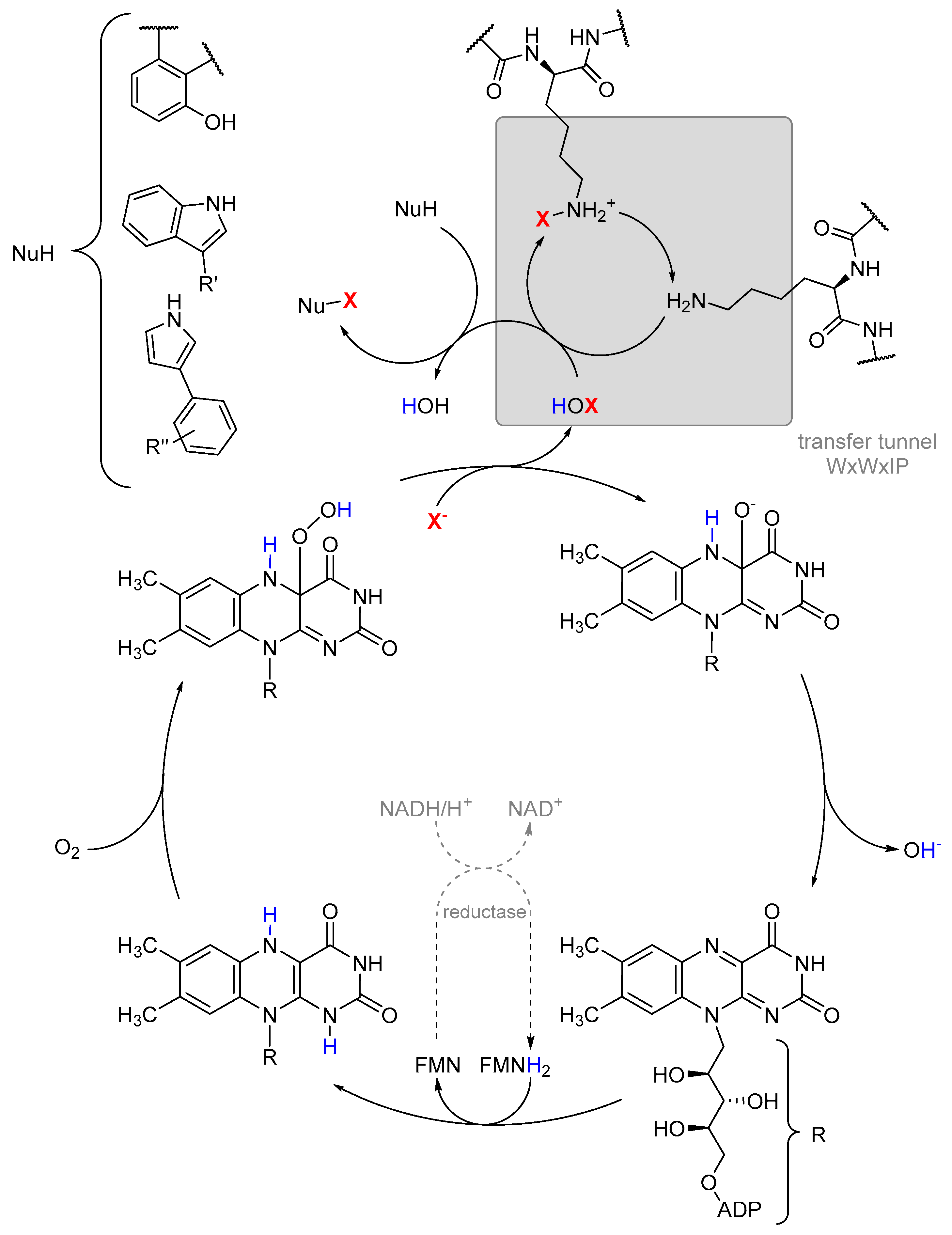 Molecules 24 04008 g015