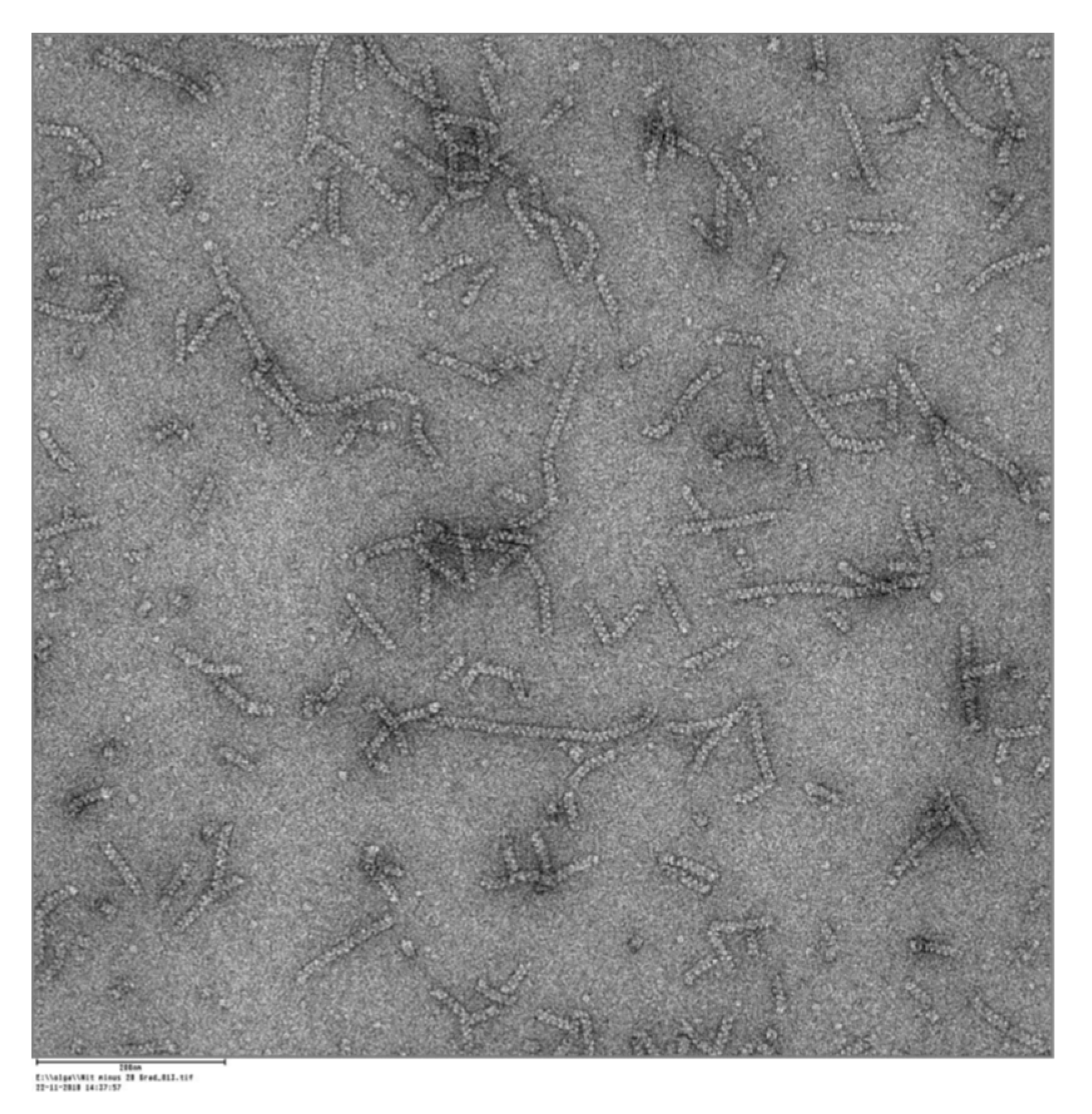 Molecules 24 04232 g004