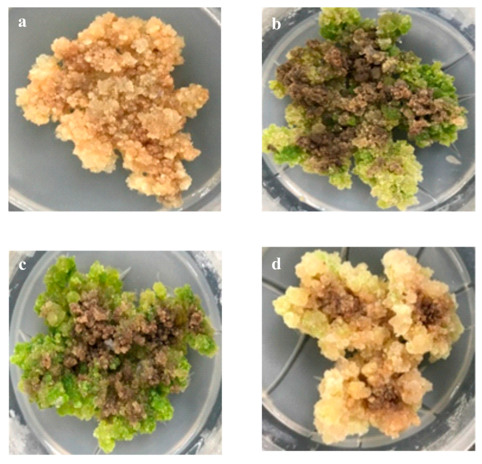 Molecules 24 04336 g001