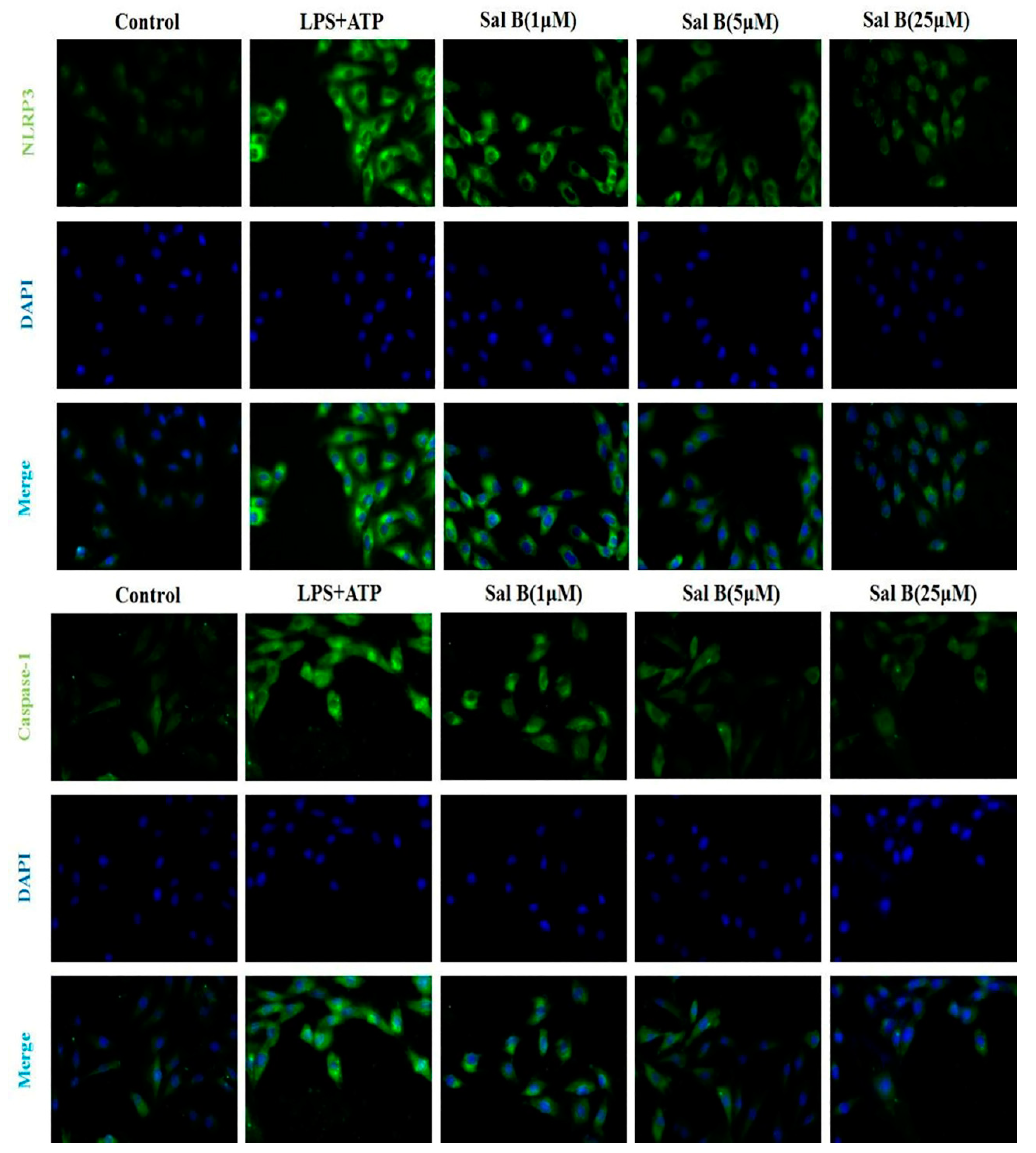 Molecules 24 04416 g008 Molecules 24 04416 g008
