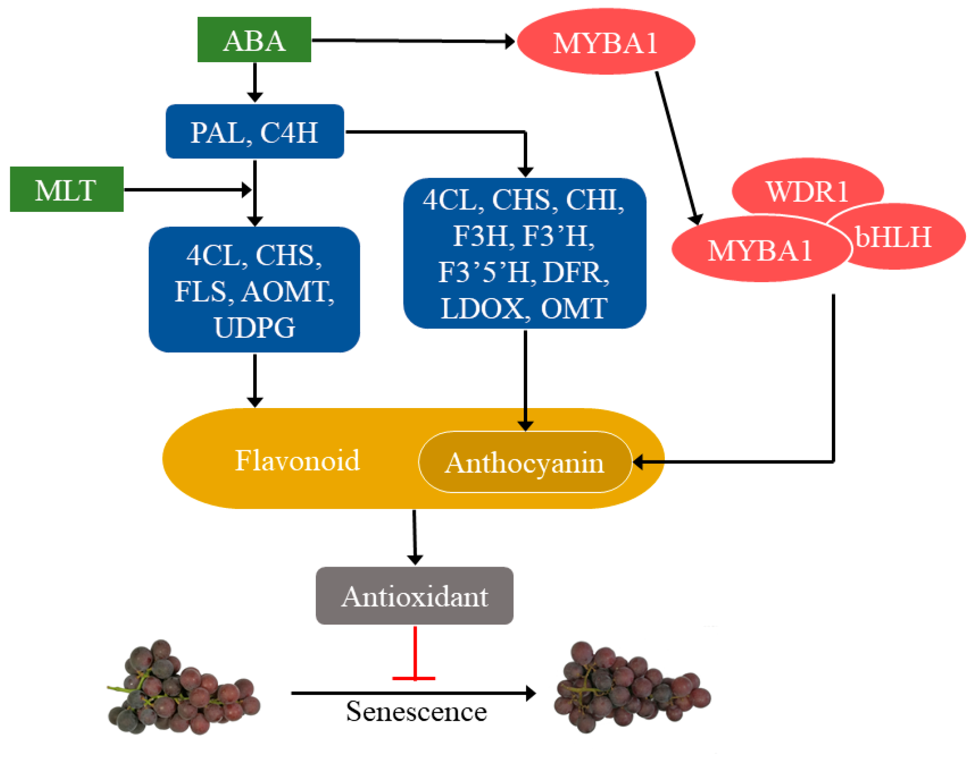 Molecules 25 00012 g006 Molecules 25 00012 g006