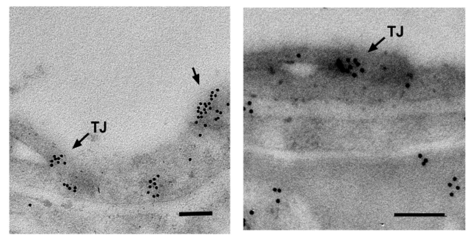 Molecules 25 00014 g002 Molecules 25 00014 g002