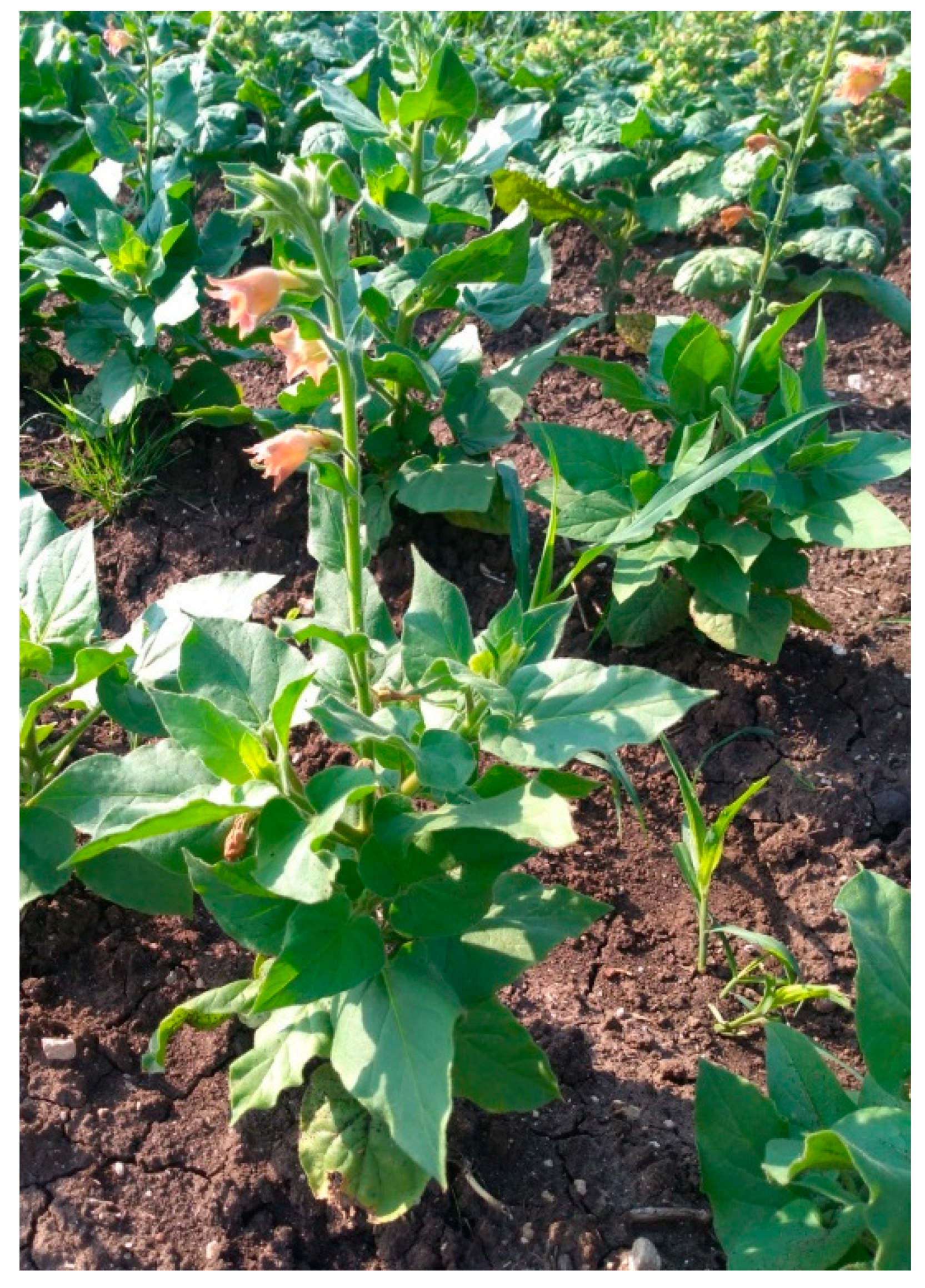 Molecules 25 00030 g003