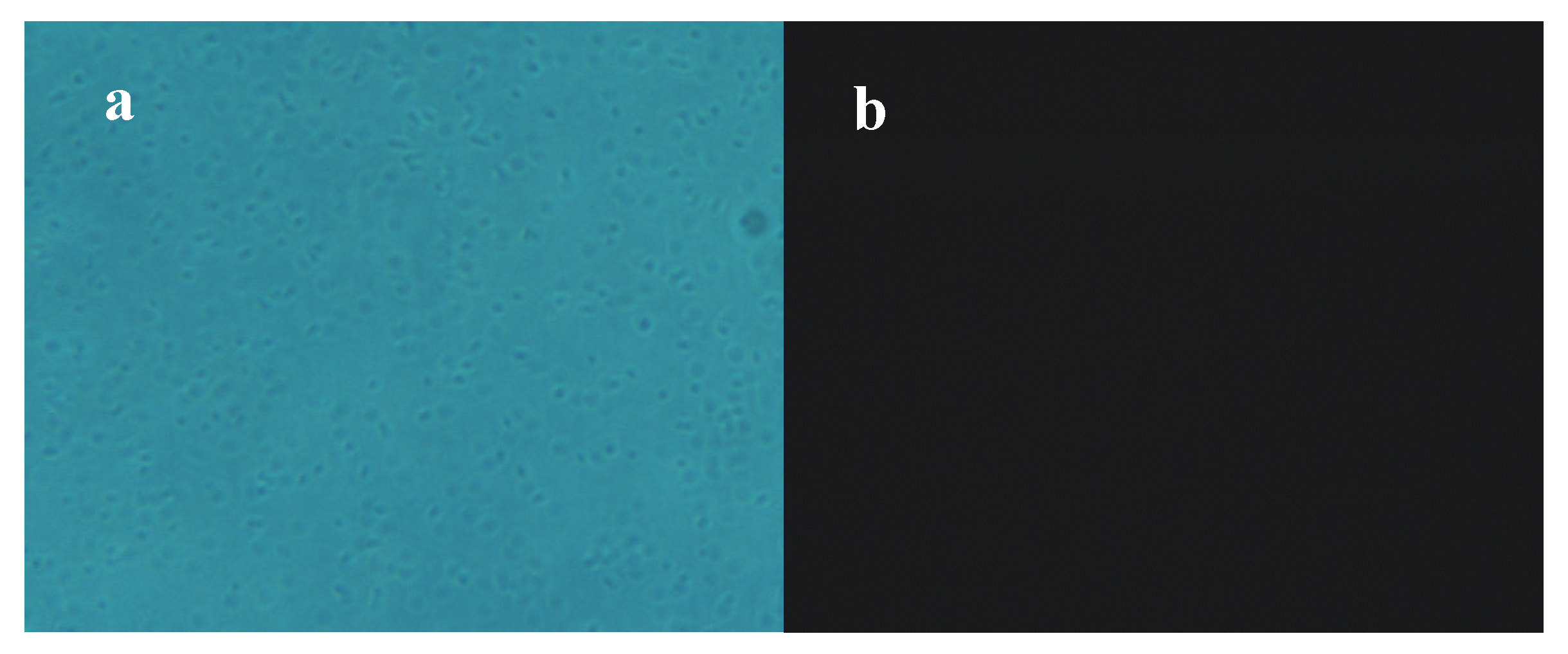 Molecules 25 00033 g004a