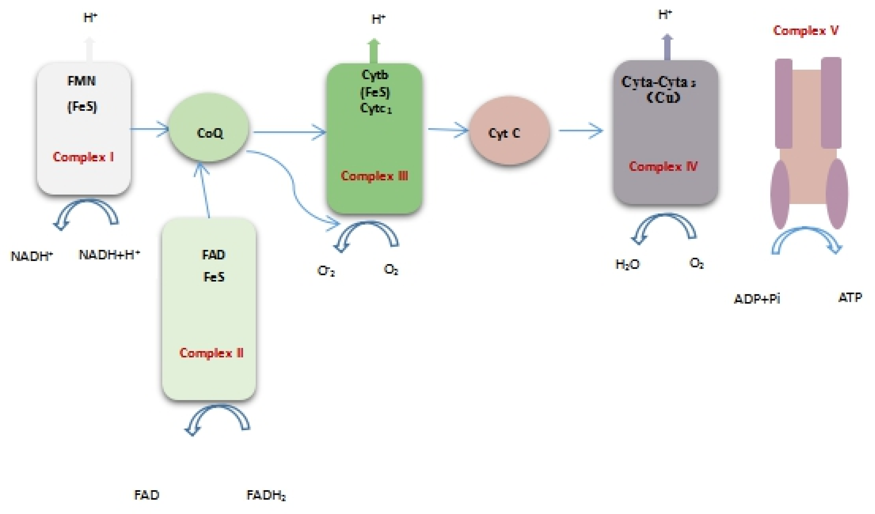 Molecules 25 00033 g008