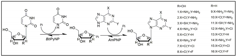 Molecules 25 00100 i002 Molecules 25 00100 i002