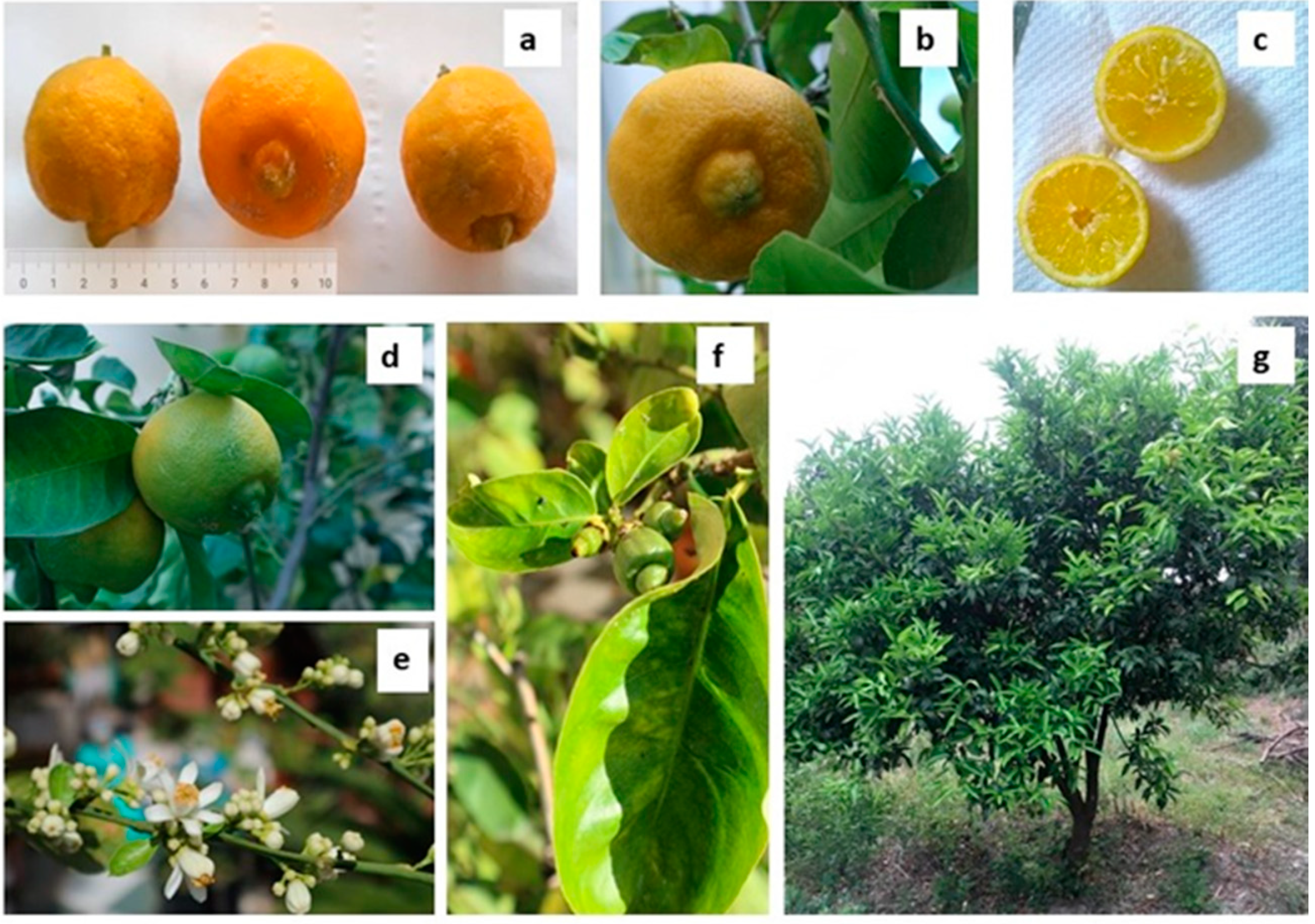 Molecules 25 00113 g001 Molecules 25 00113 g001