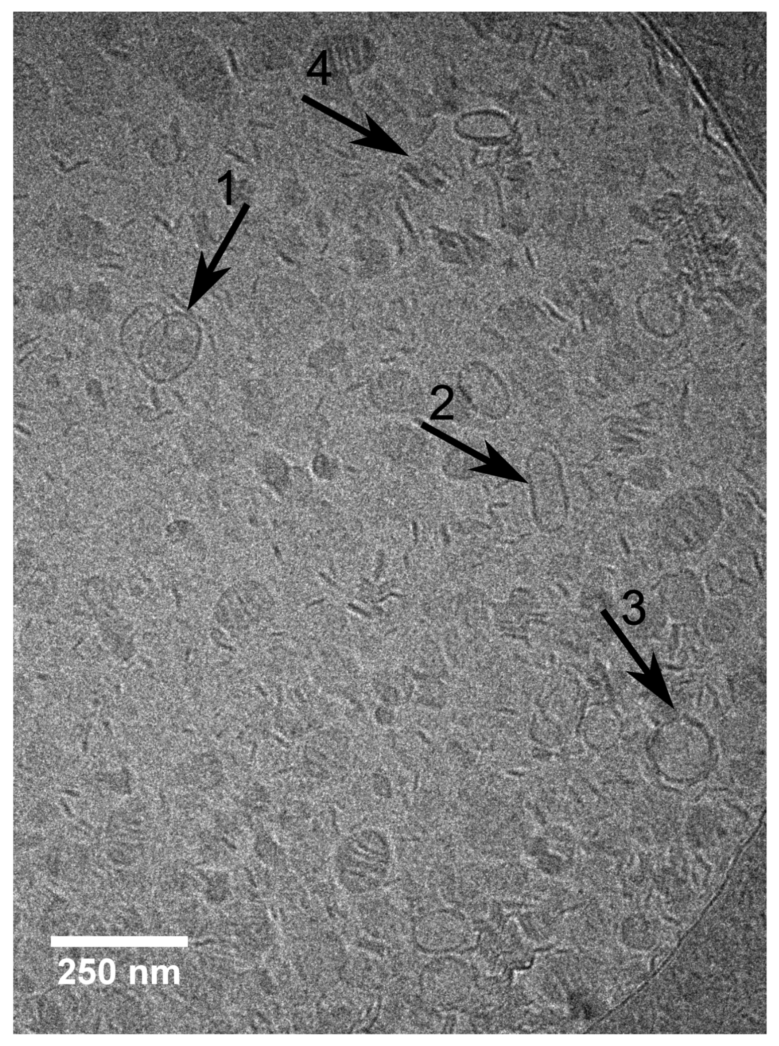 Molecules 25 00117 g011