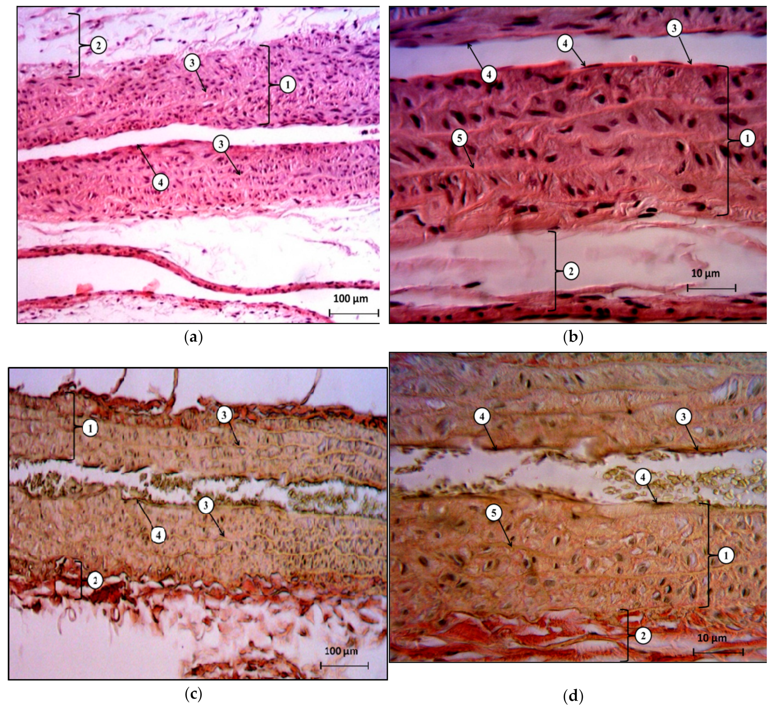 Molecules 25 00169 g005