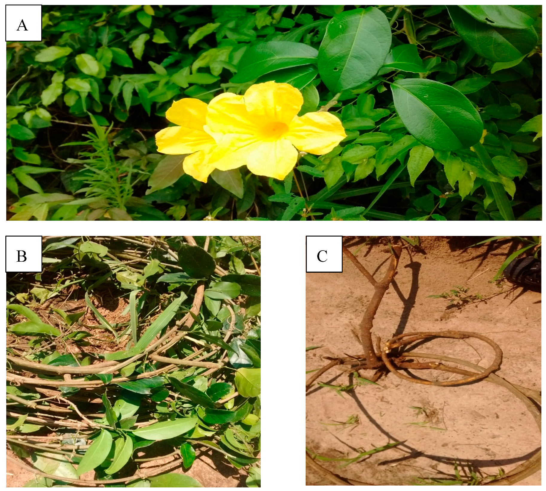 Molecules 25 00180 g001