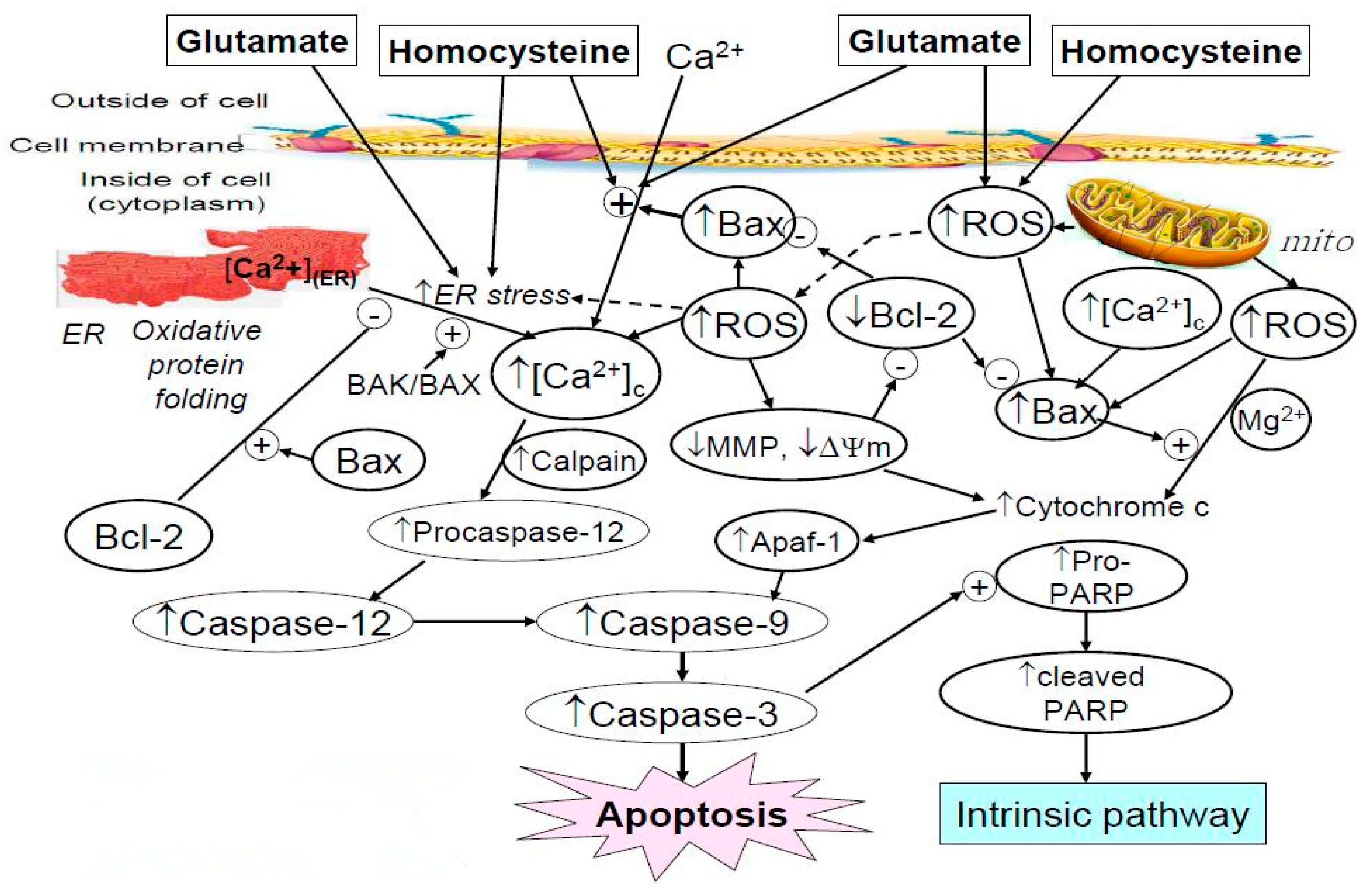 Molecules 25 00214 g007