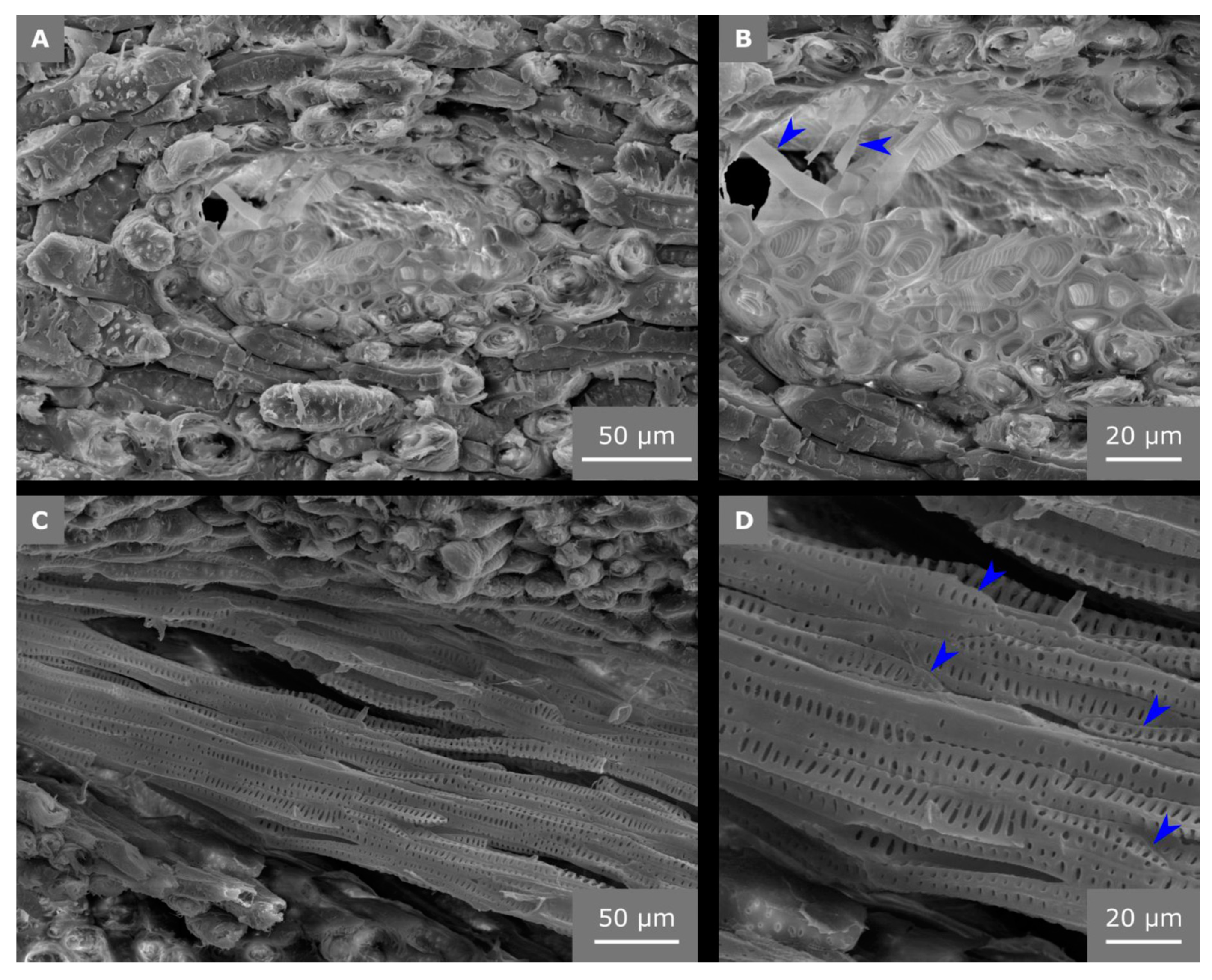 Molecules 25 00223 g006
