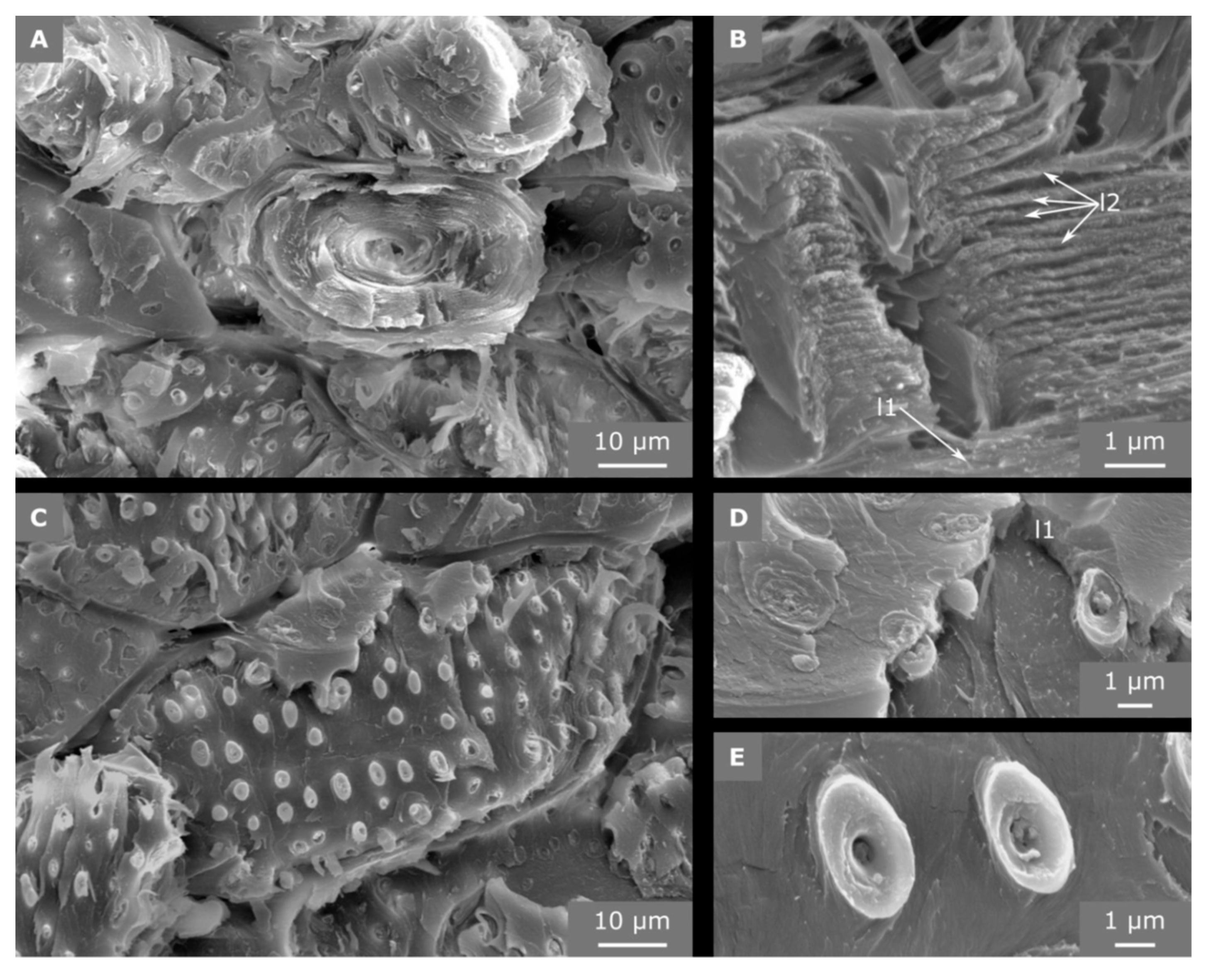 Molecules 25 00223 g007