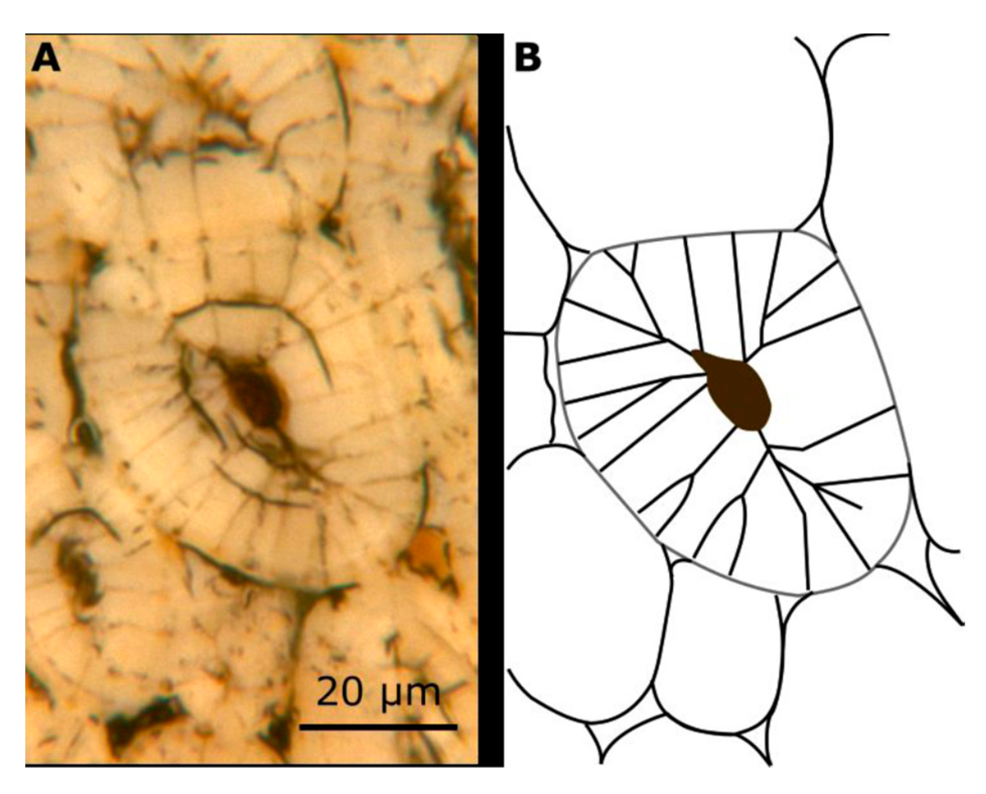 Molecules 25 00223 g008
