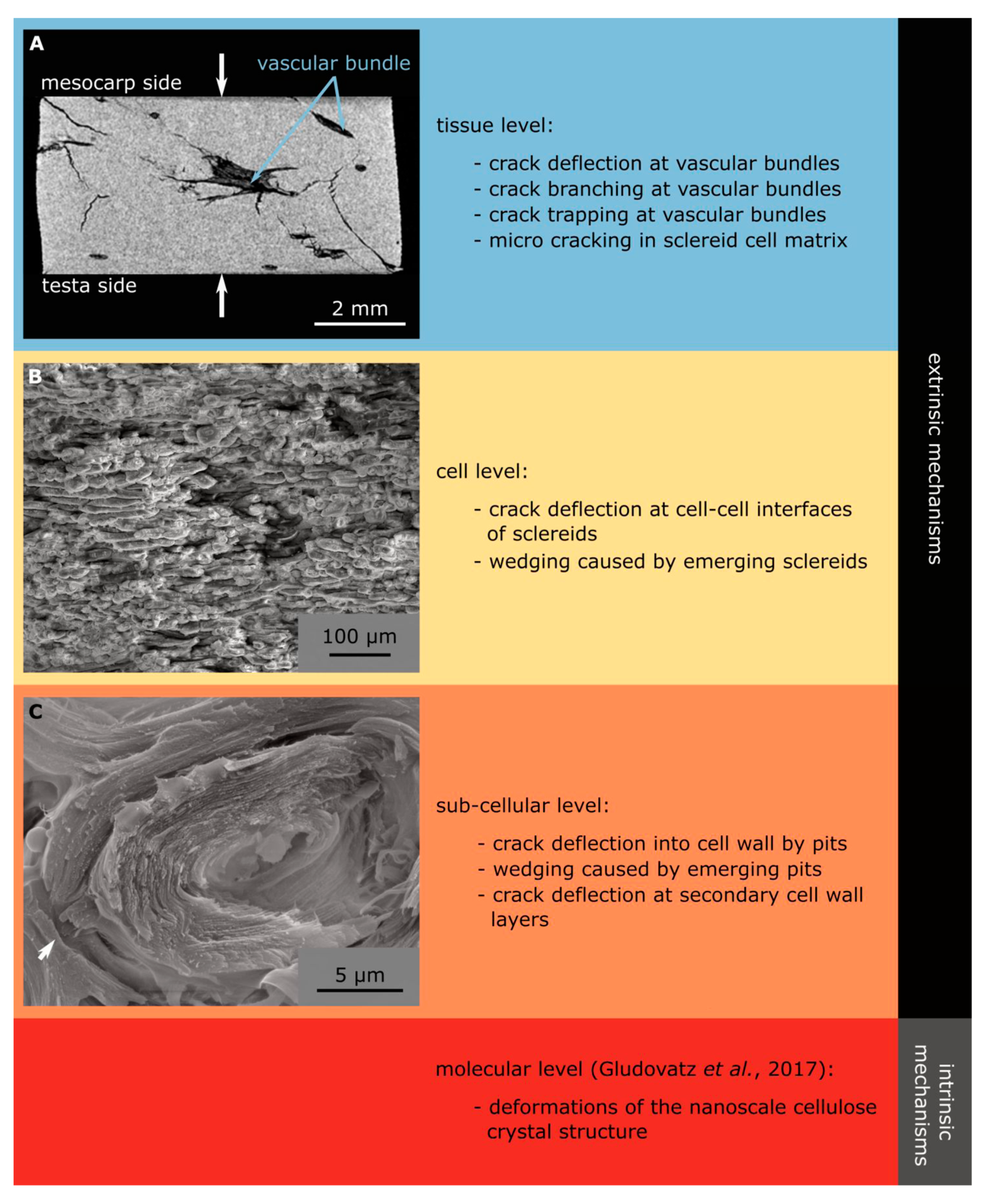 Molecules 25 00223 g010