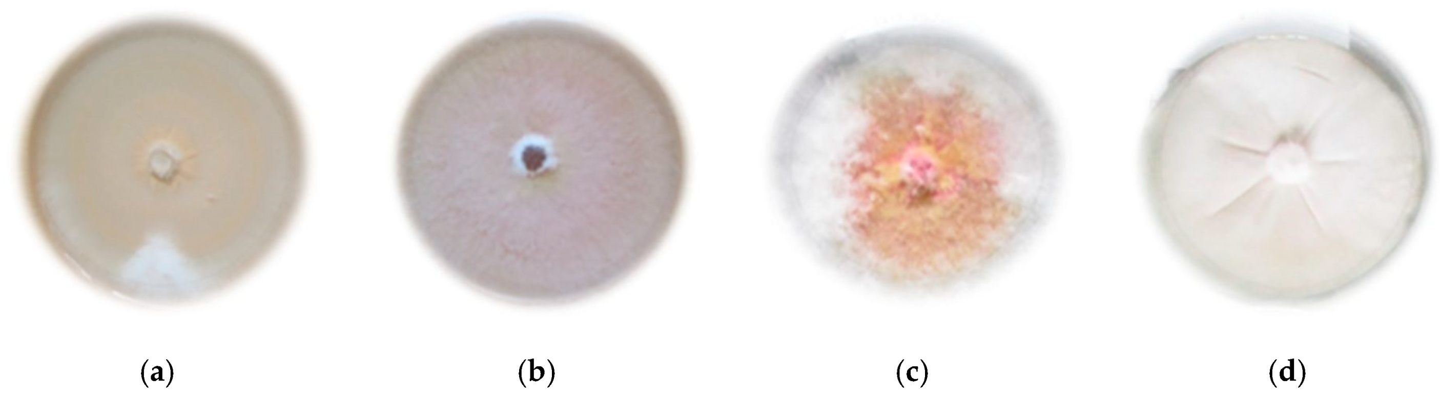 Molecules 25 00292 g001