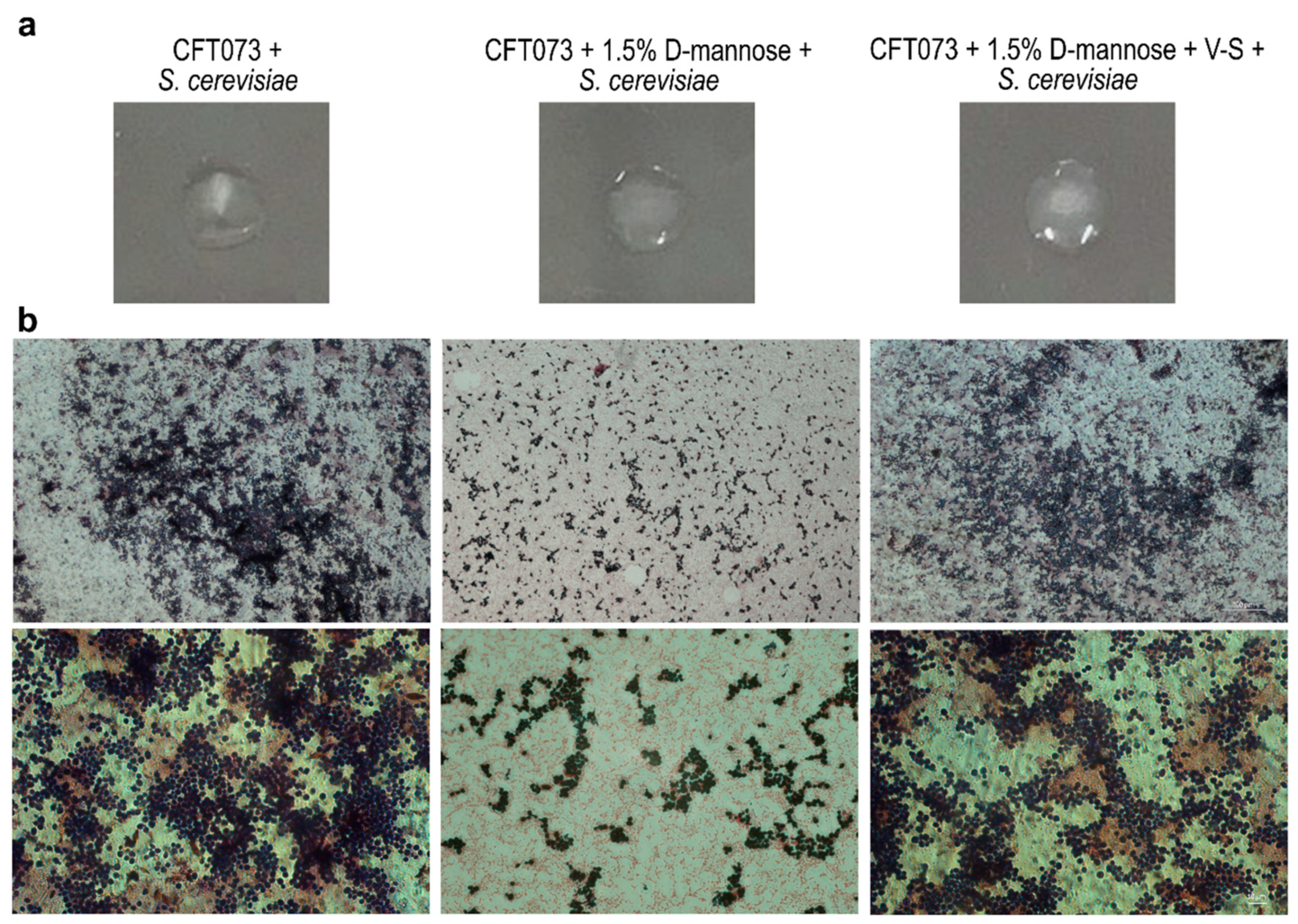 Molecules 25 00316 g004