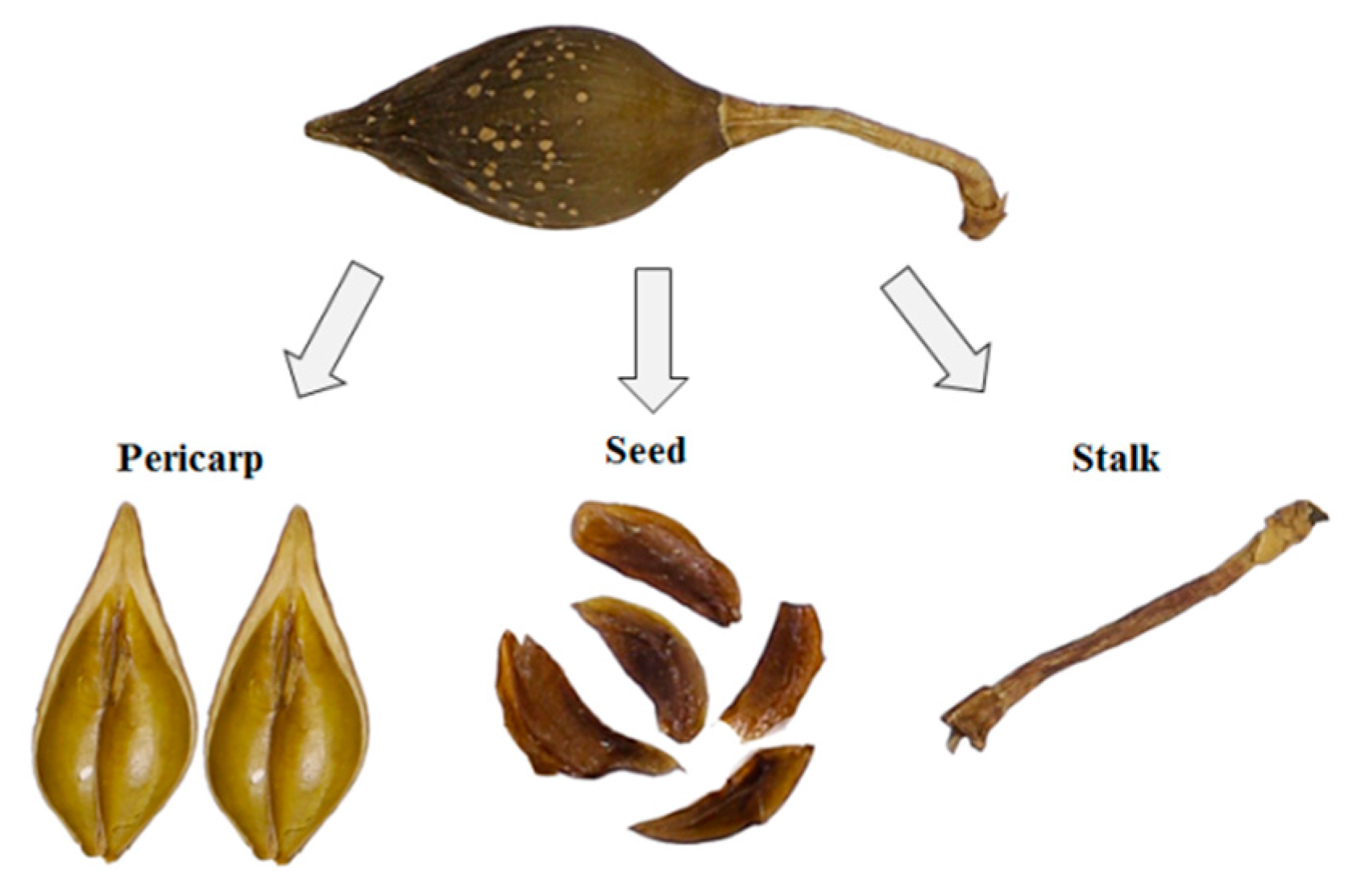 Molecules 25 00340 g004