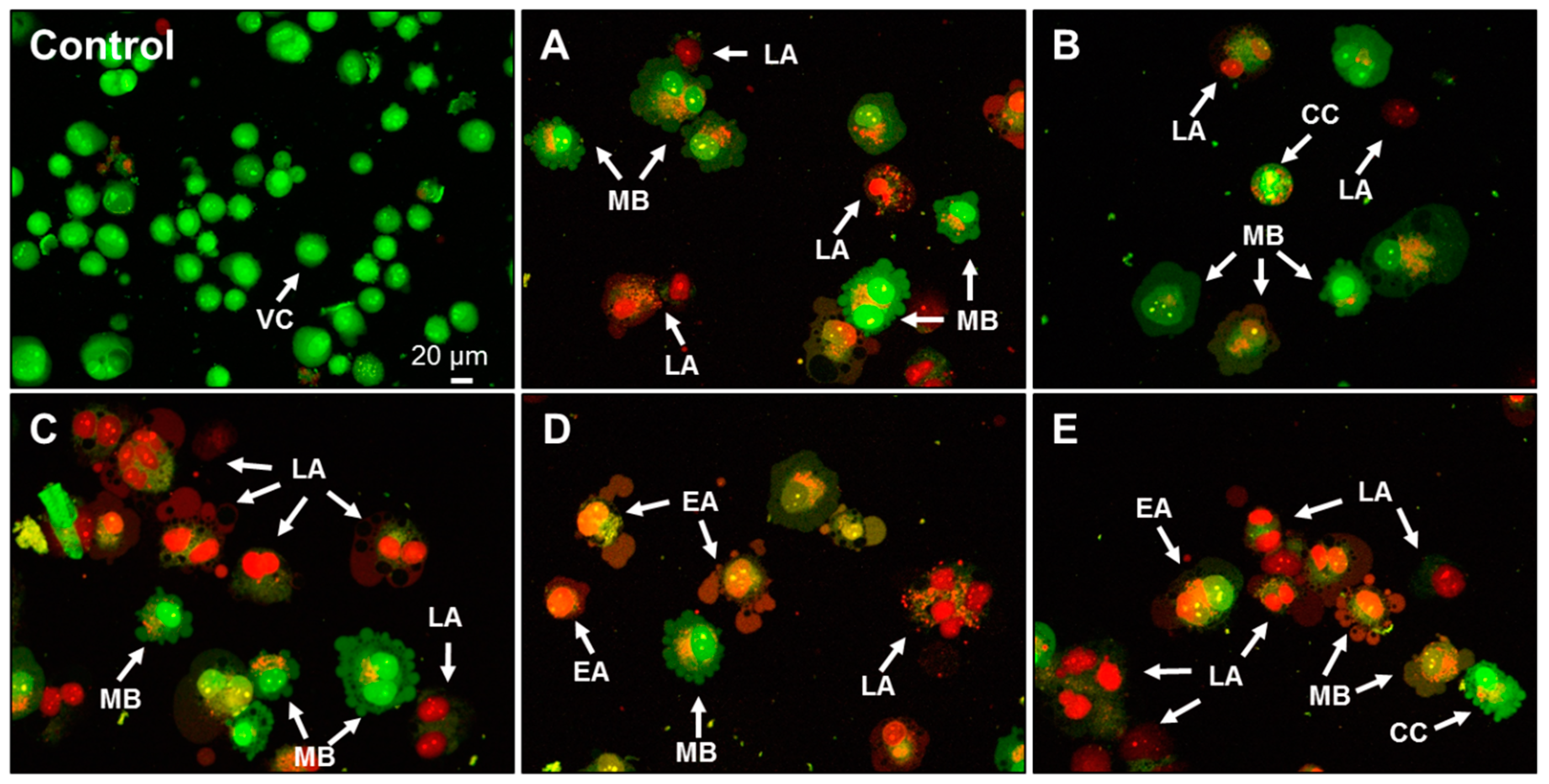 Molecules 25 00368 g008
