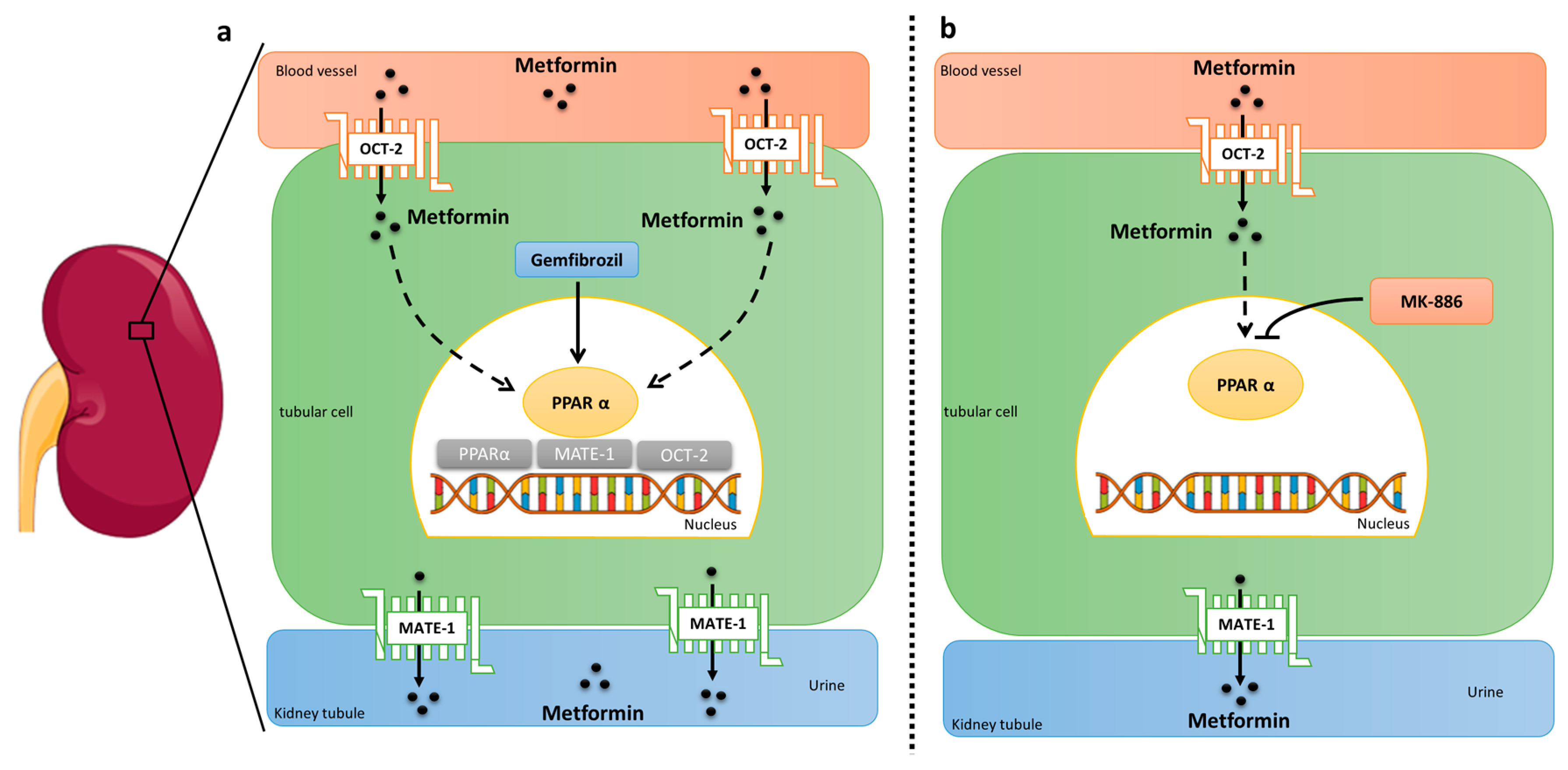 Molecules 25 00392 g004