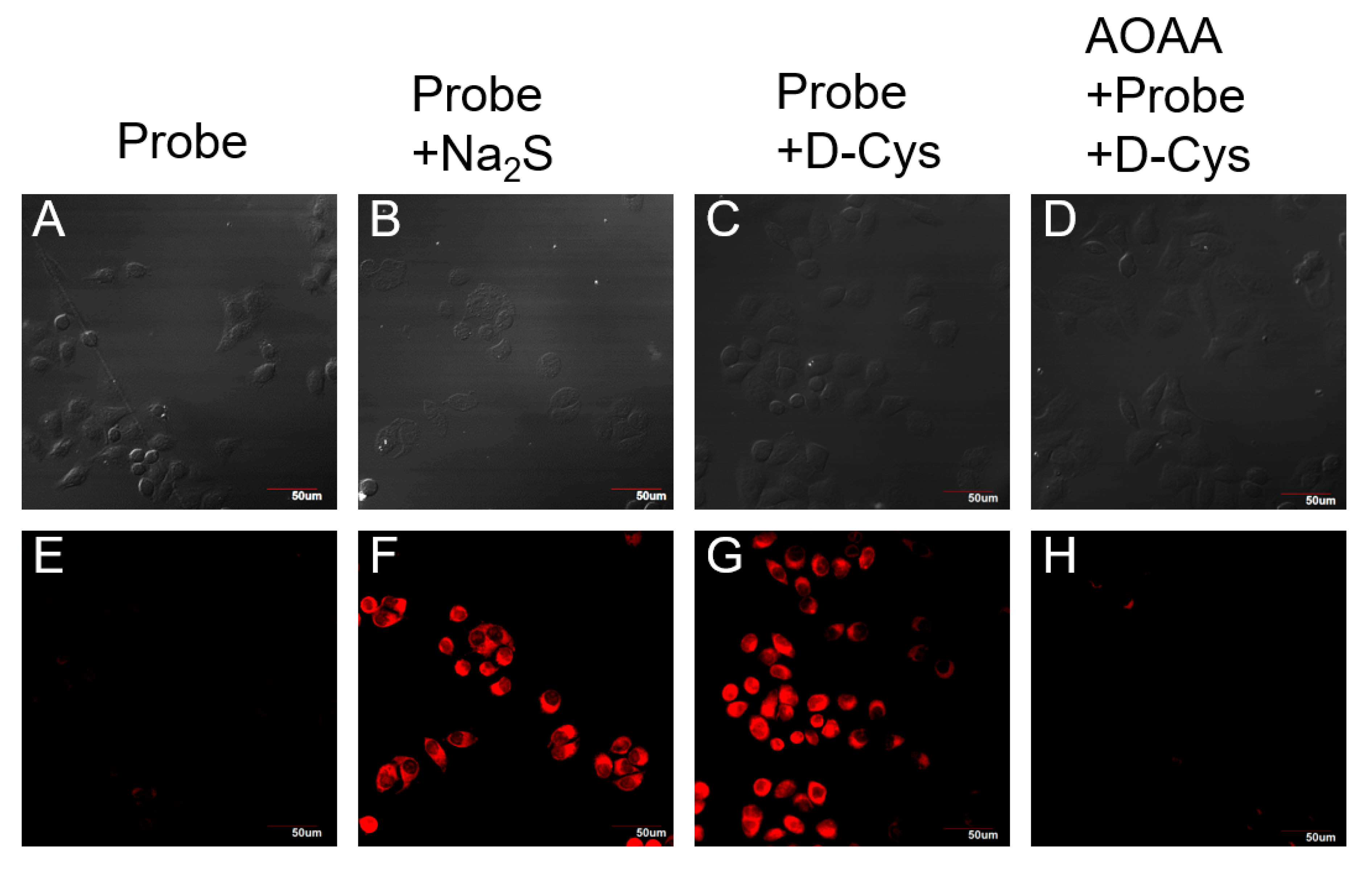 Molecules 25 00437 g005
