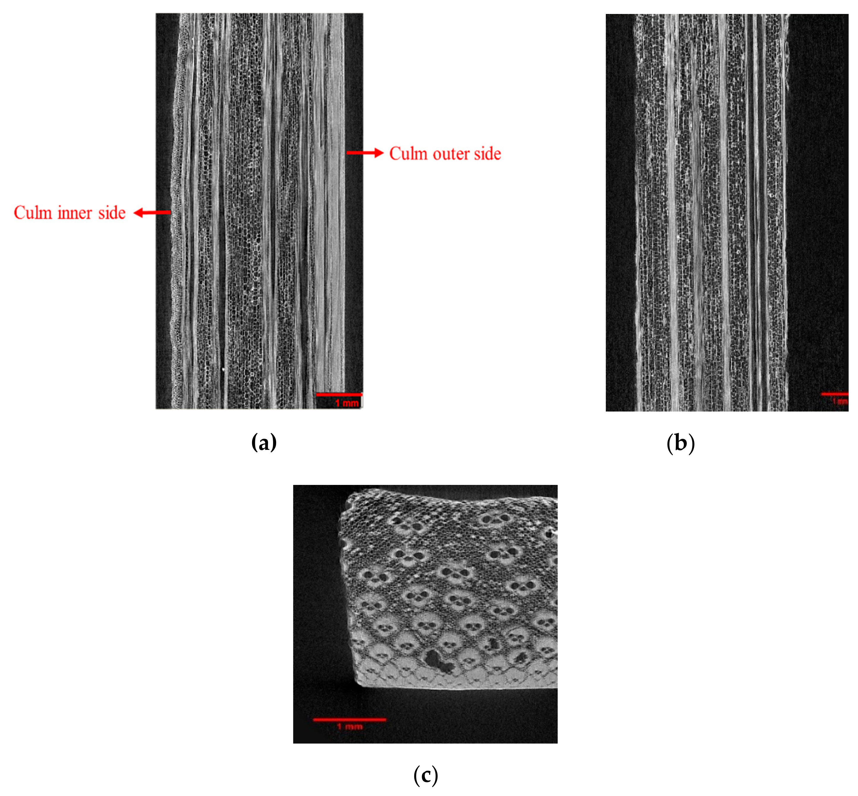Molecules 25 00474 g003