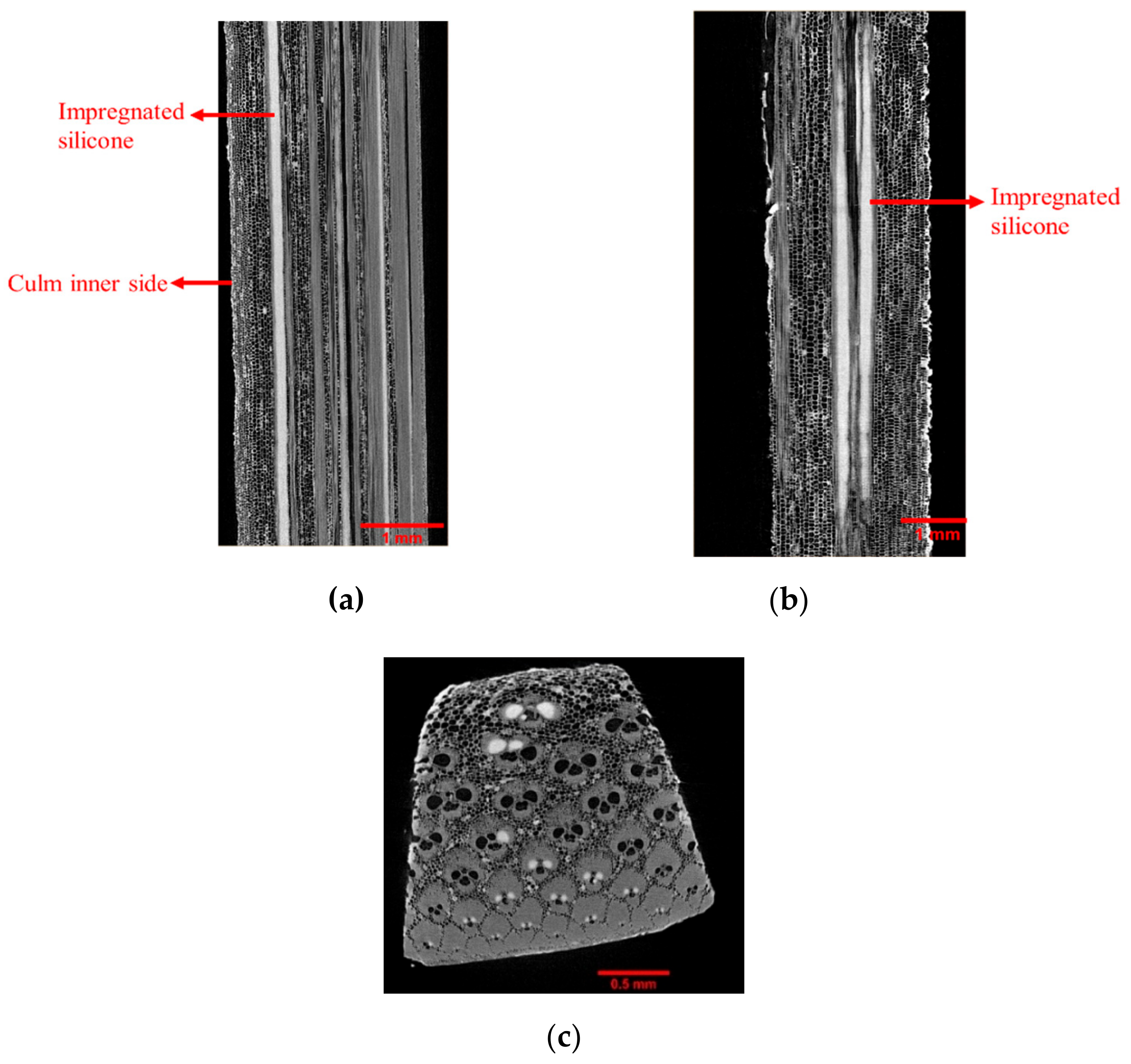 Molecules 25 00474 g004