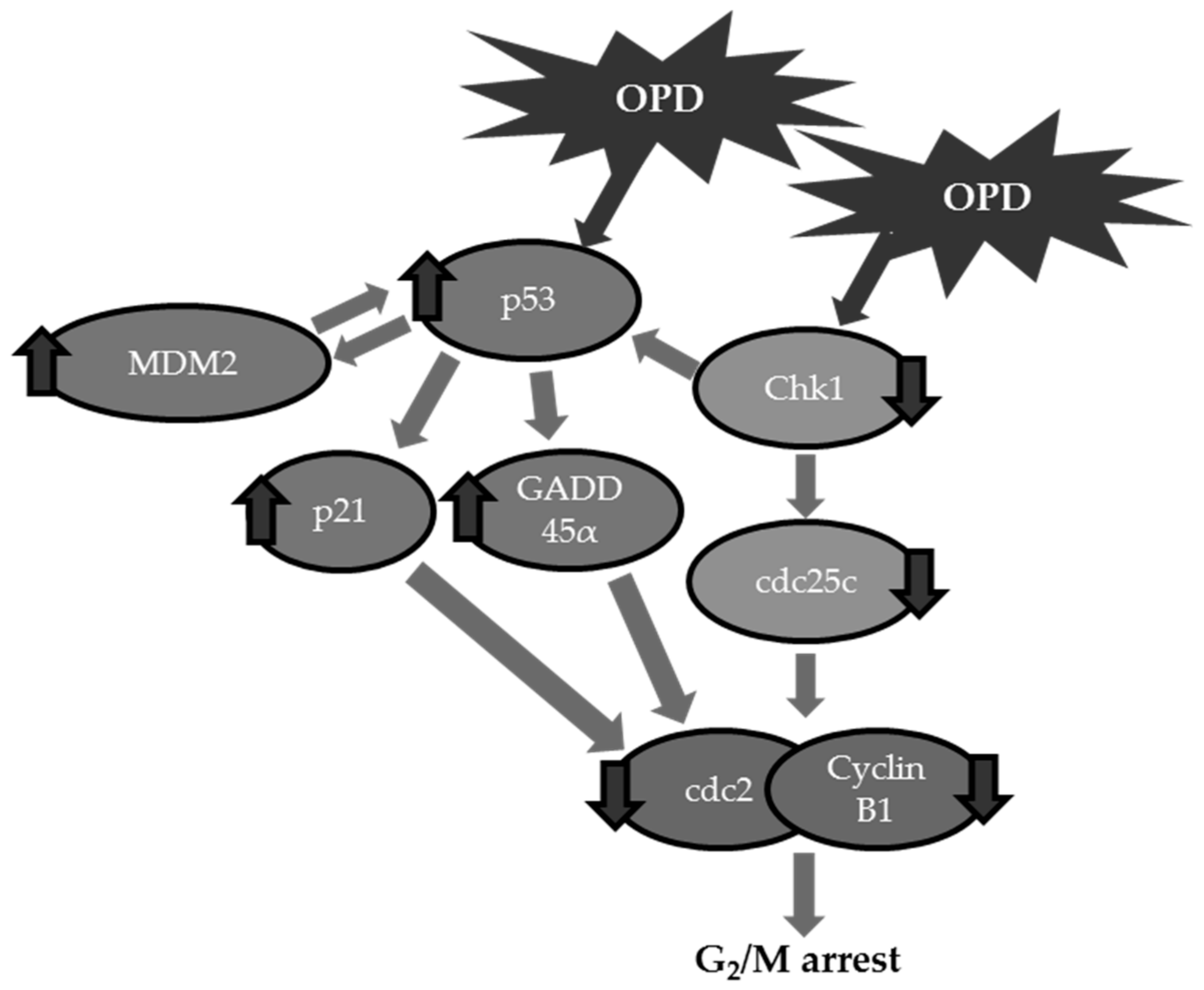Molecules 25 00501 g007