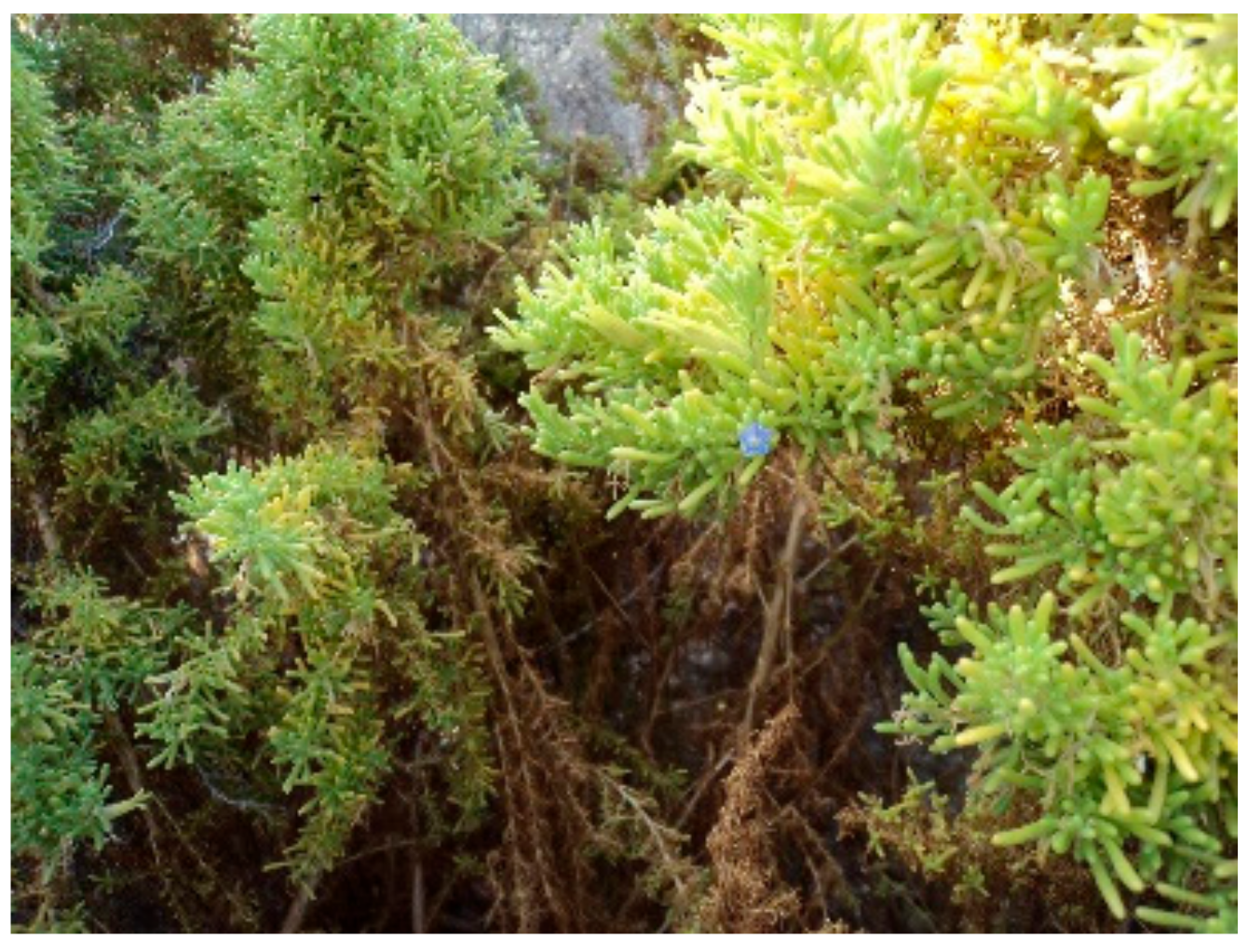 Molecules 25 00520 g001 Molecules 25 00520 g001