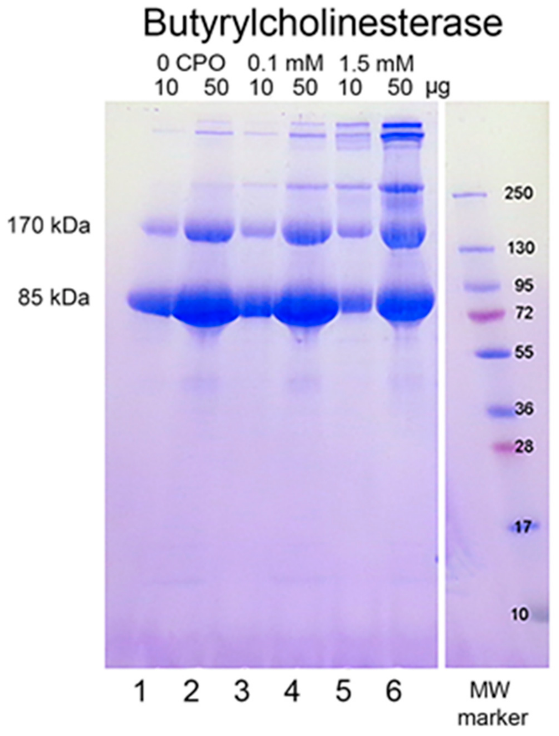 Molecules 25 00533 g001