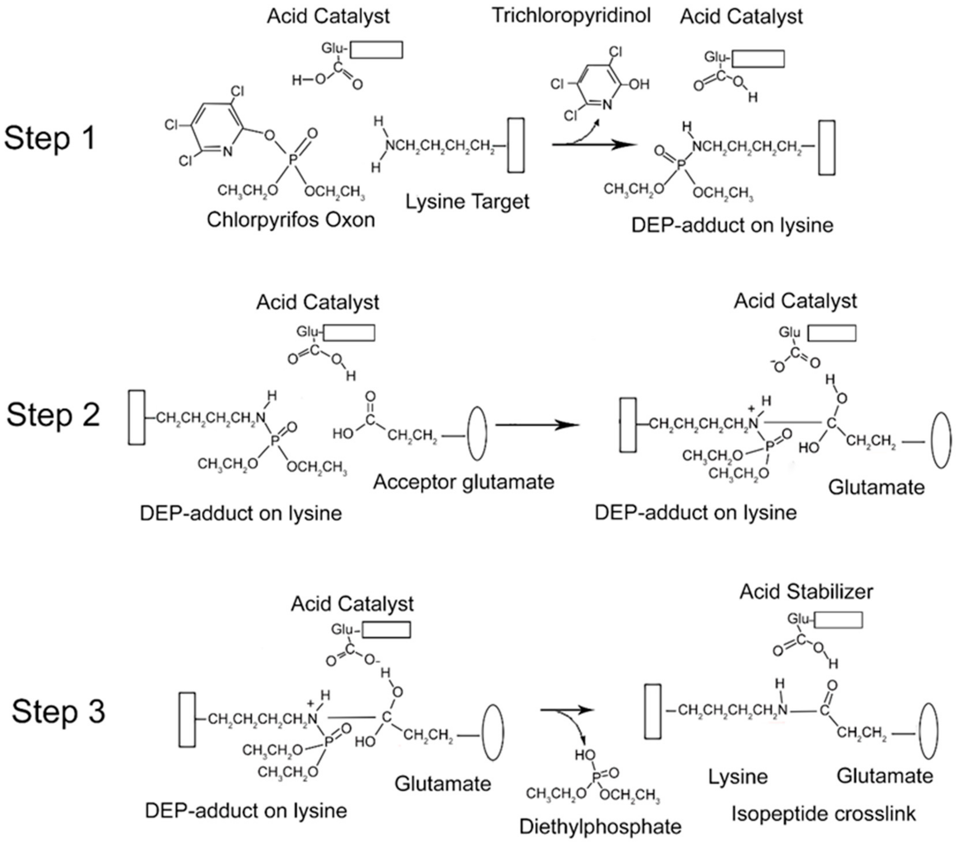 Molecules 25 00533 g006