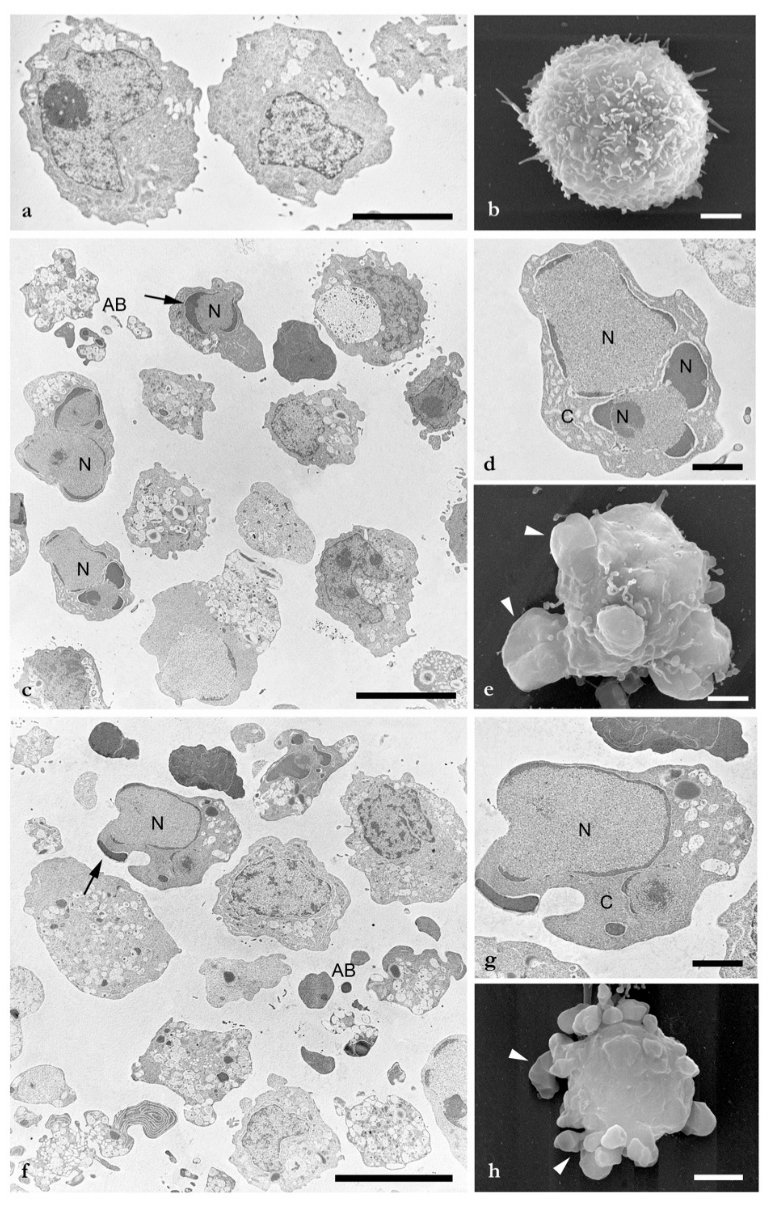 Molecules 25 00538 g002