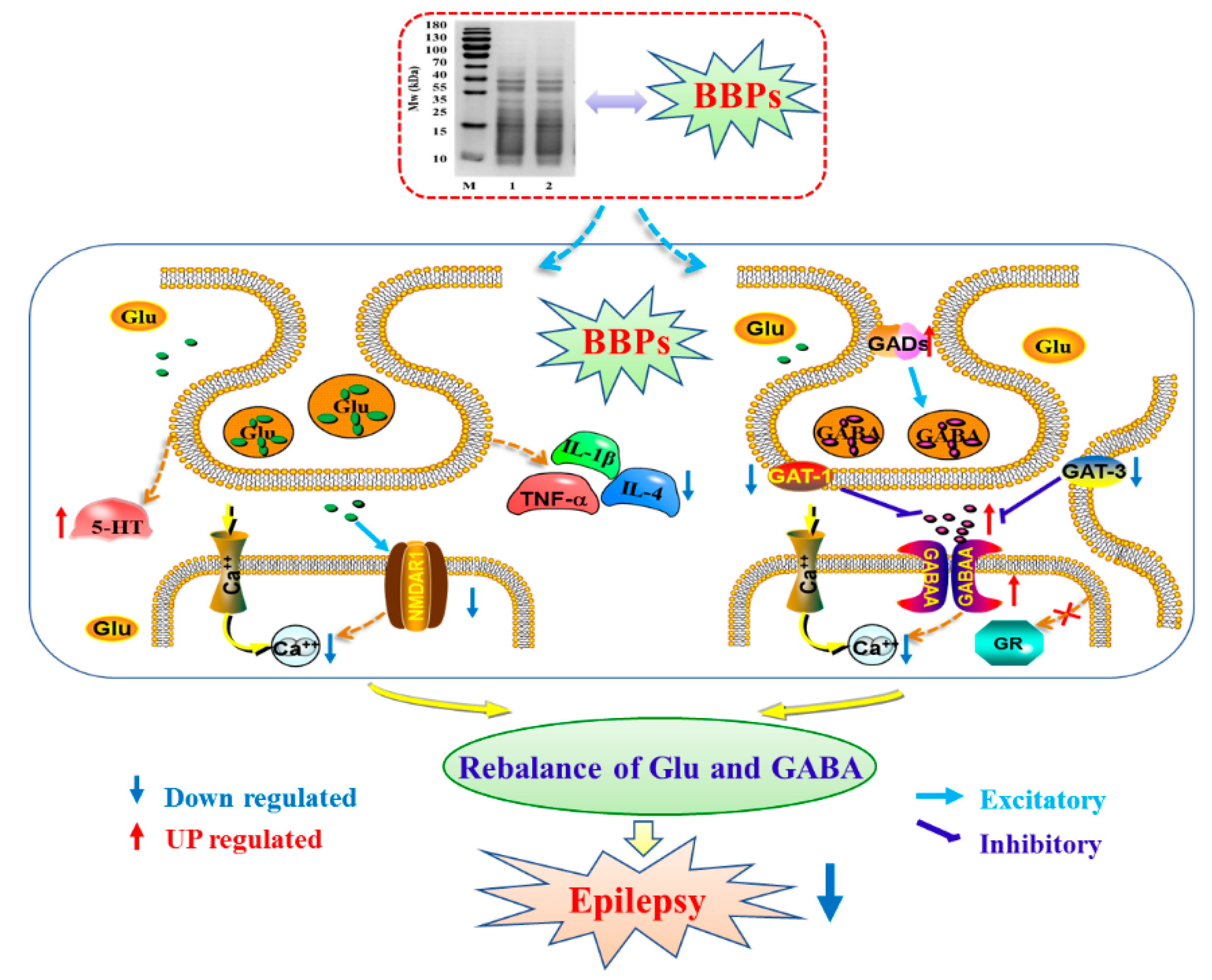 Molecules 25 00553 g006