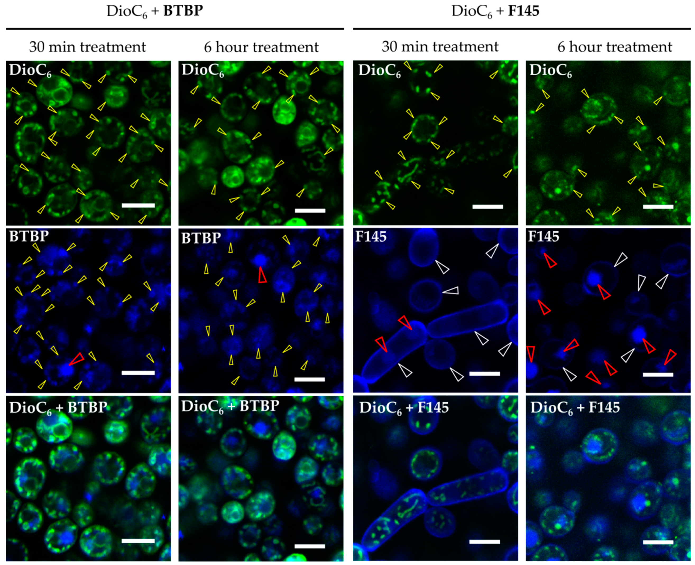 Molecules 25 00642 g005