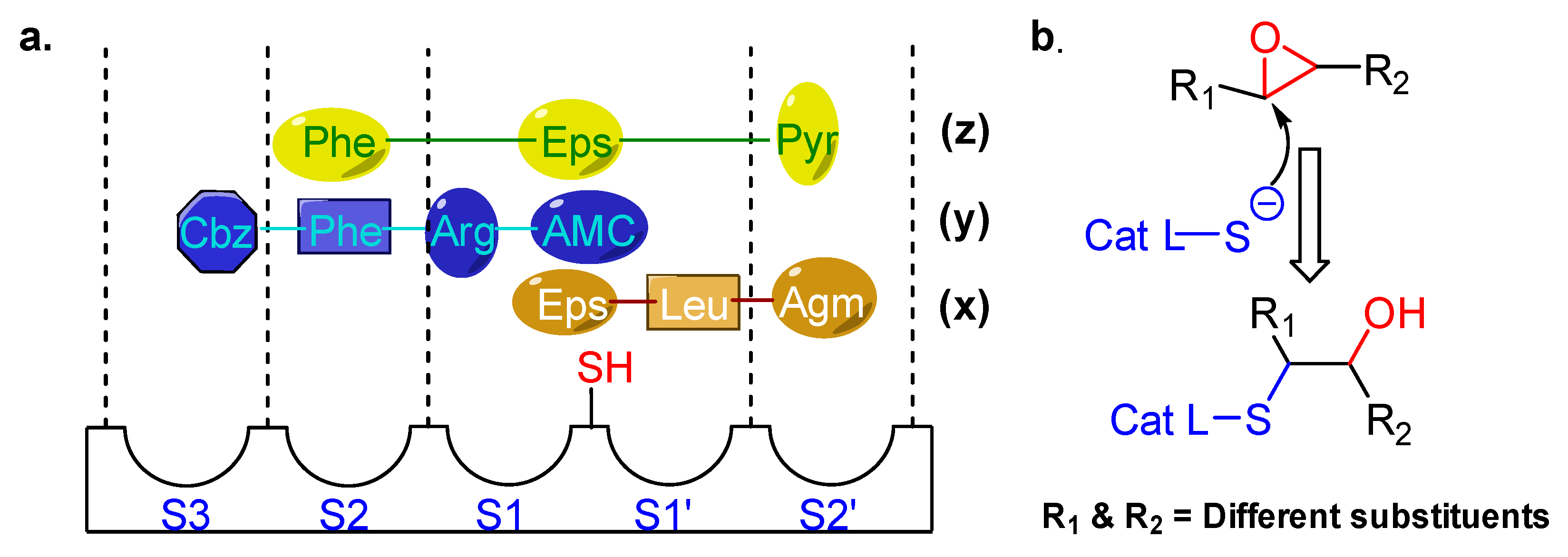 Molecules 25 00698 g003