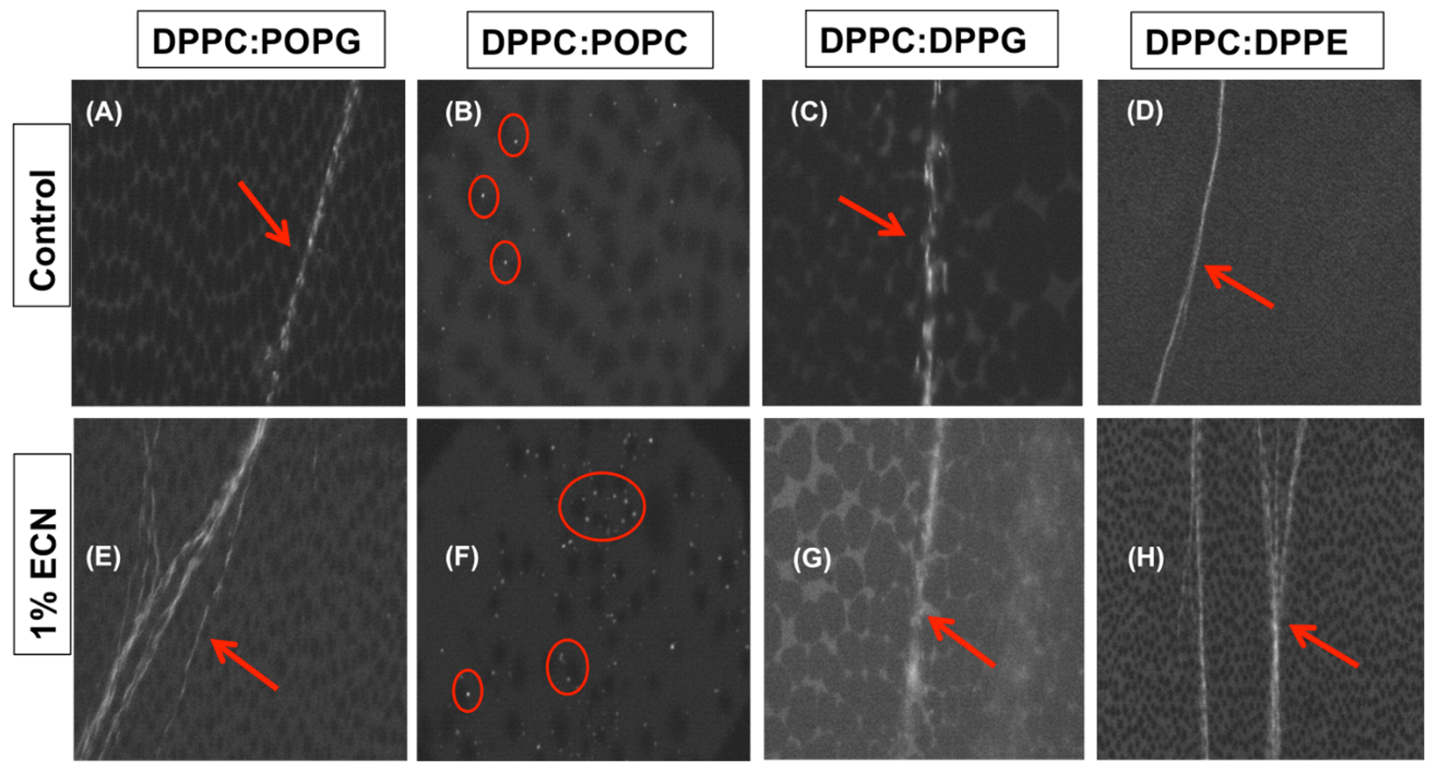 Molecules 25 00714 g007 Molecules 25 00714 g007