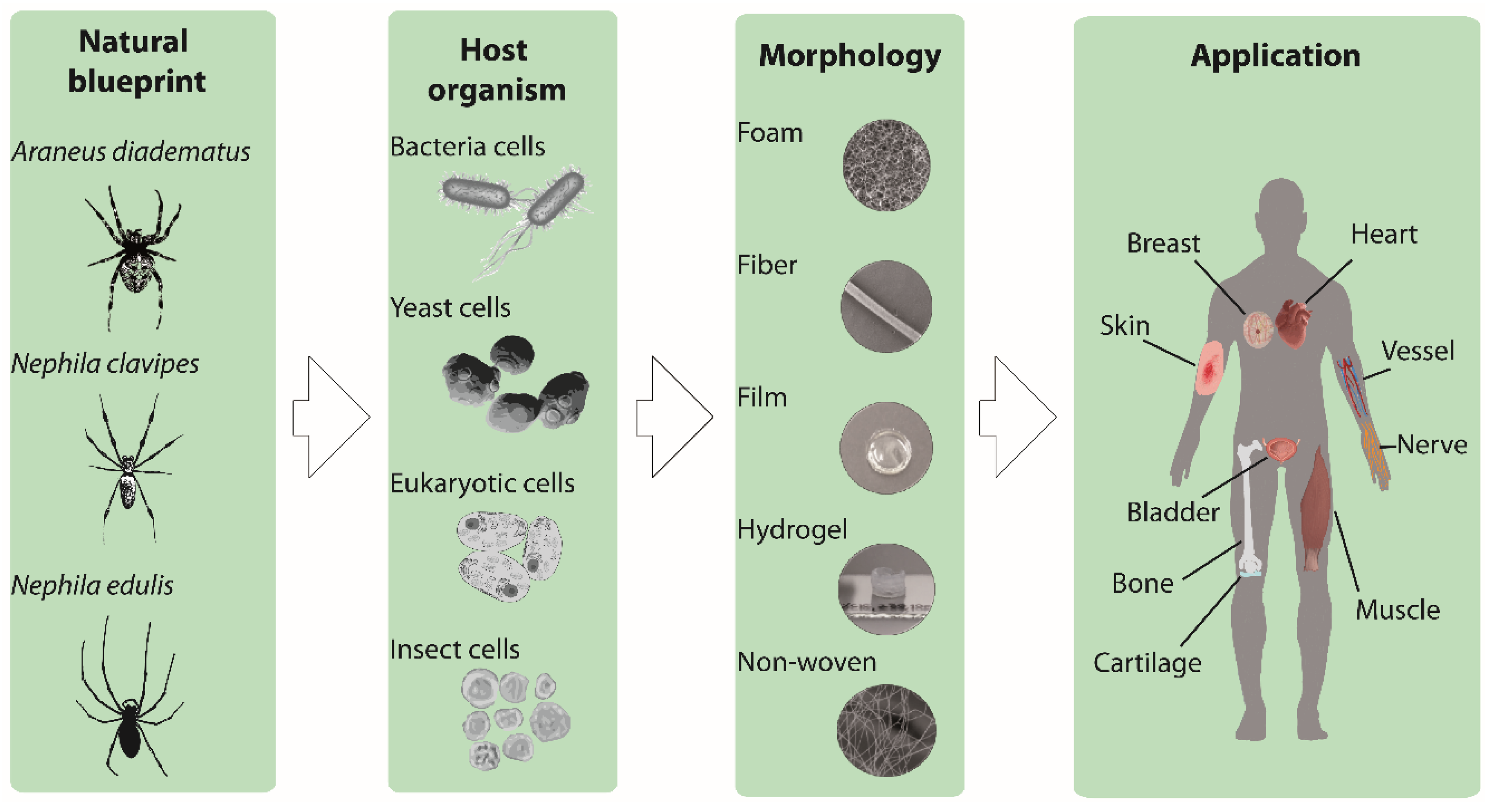 Molecules 25 00737 g001