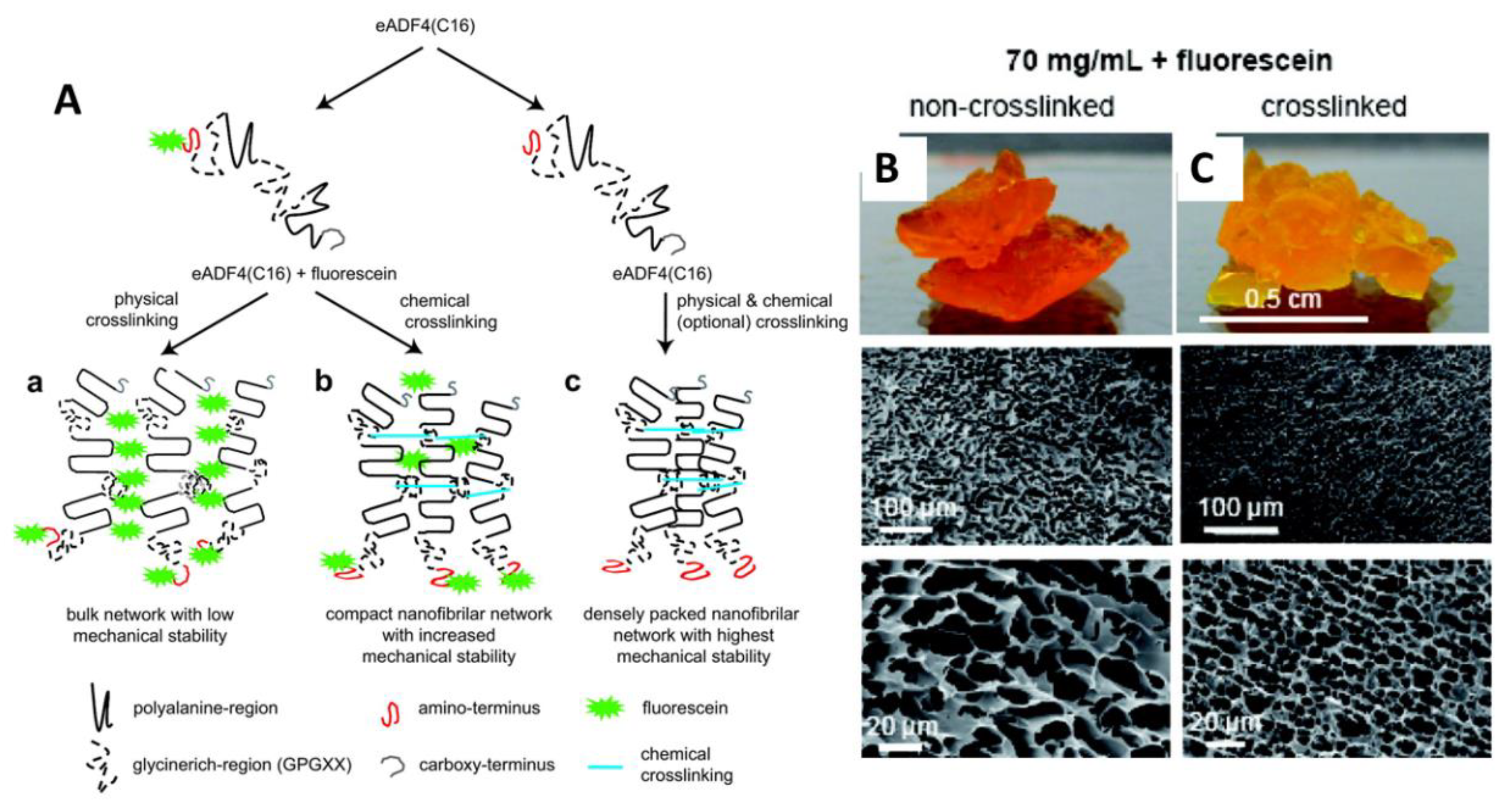 Molecules 25 00737 g005