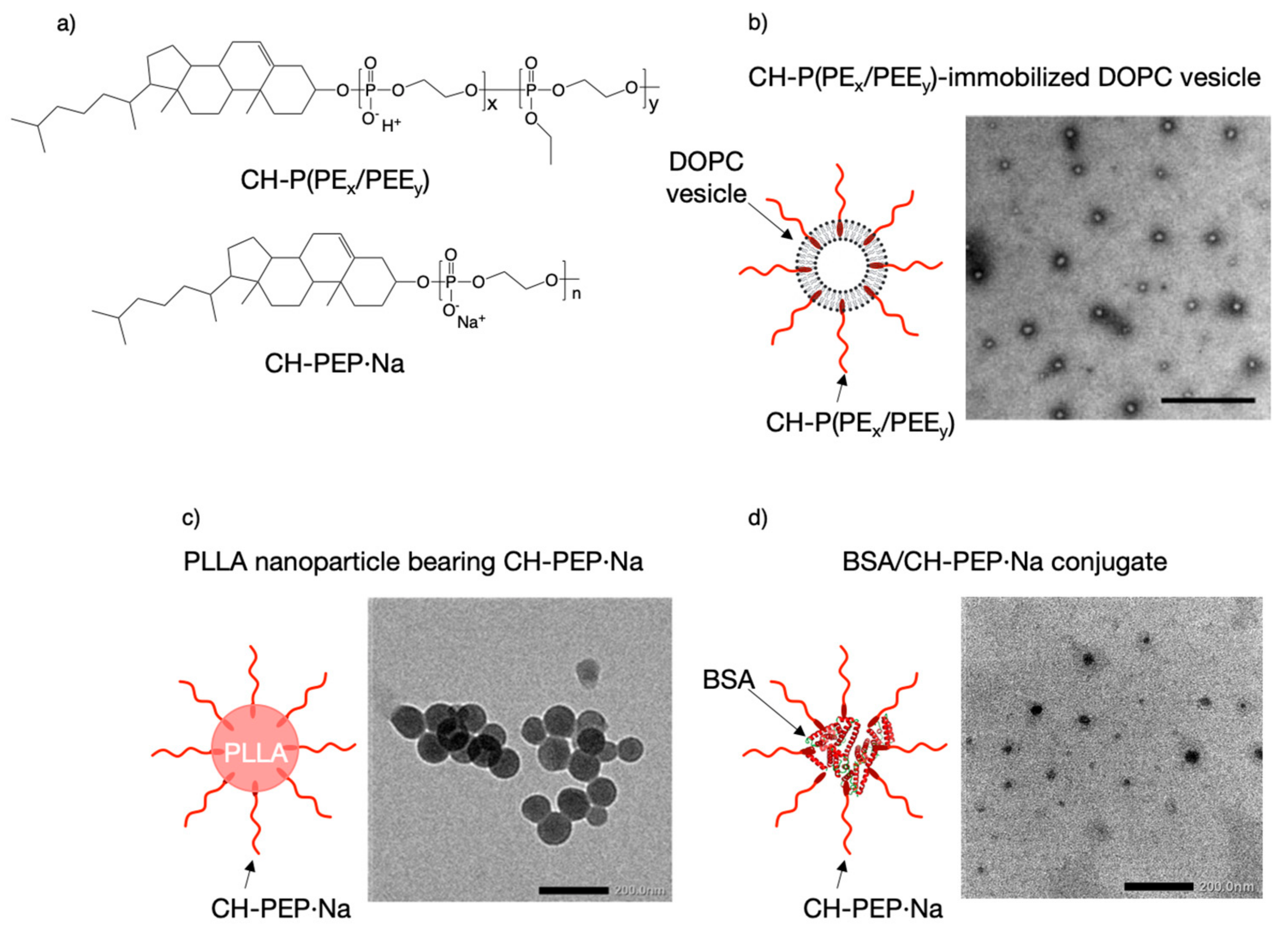 Molecules 25 00758 g005