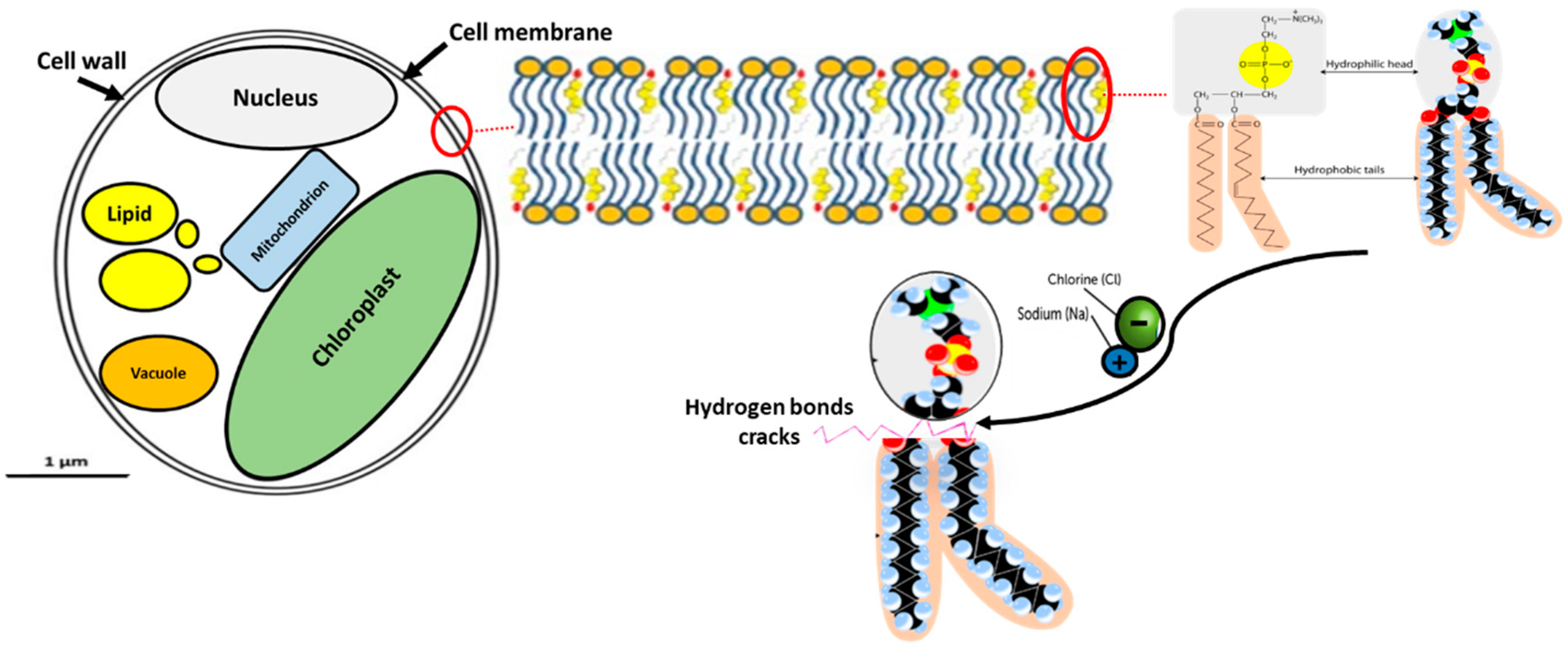 Molecules 25 00784 g005