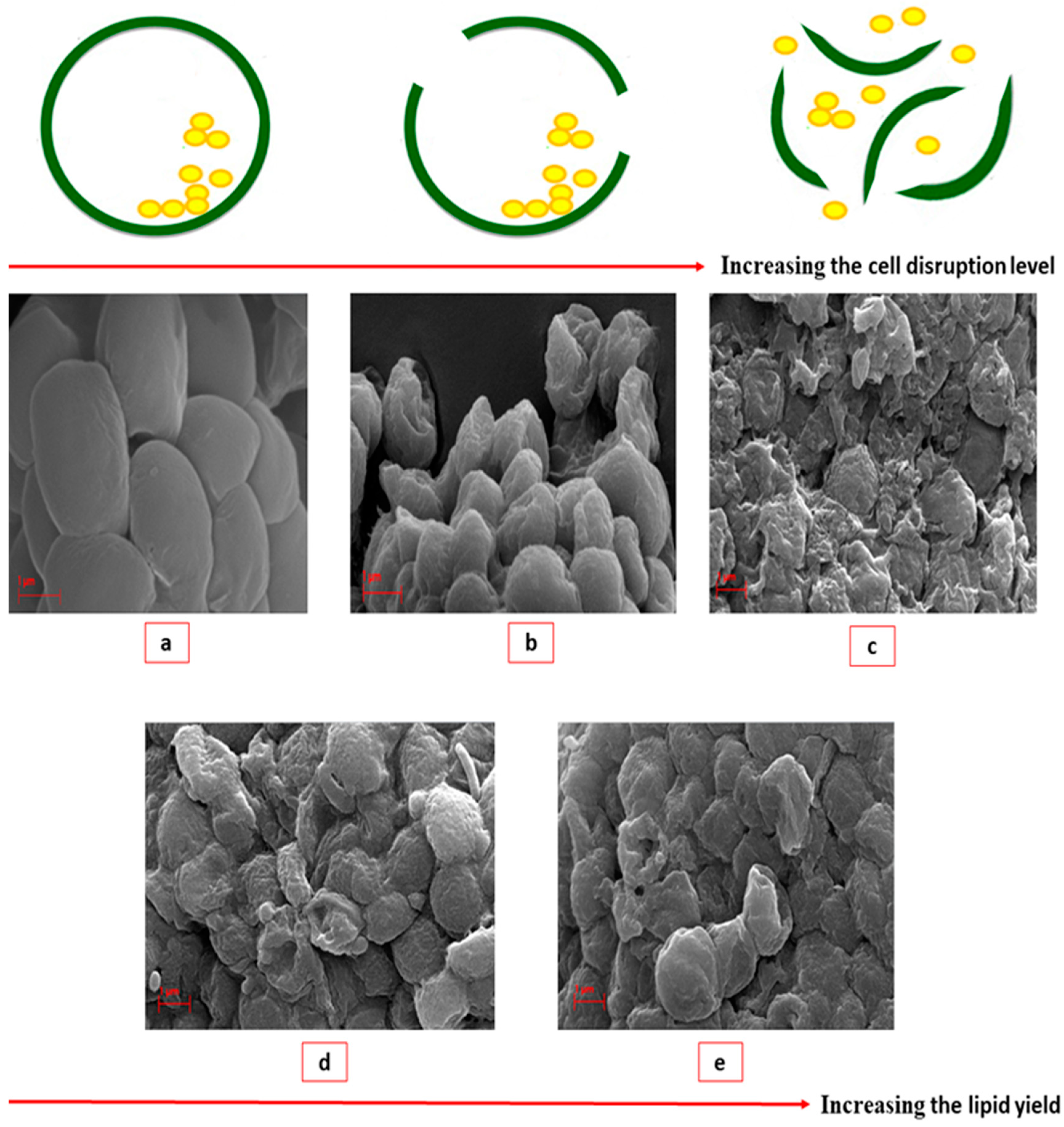 Molecules 25 00784 g009