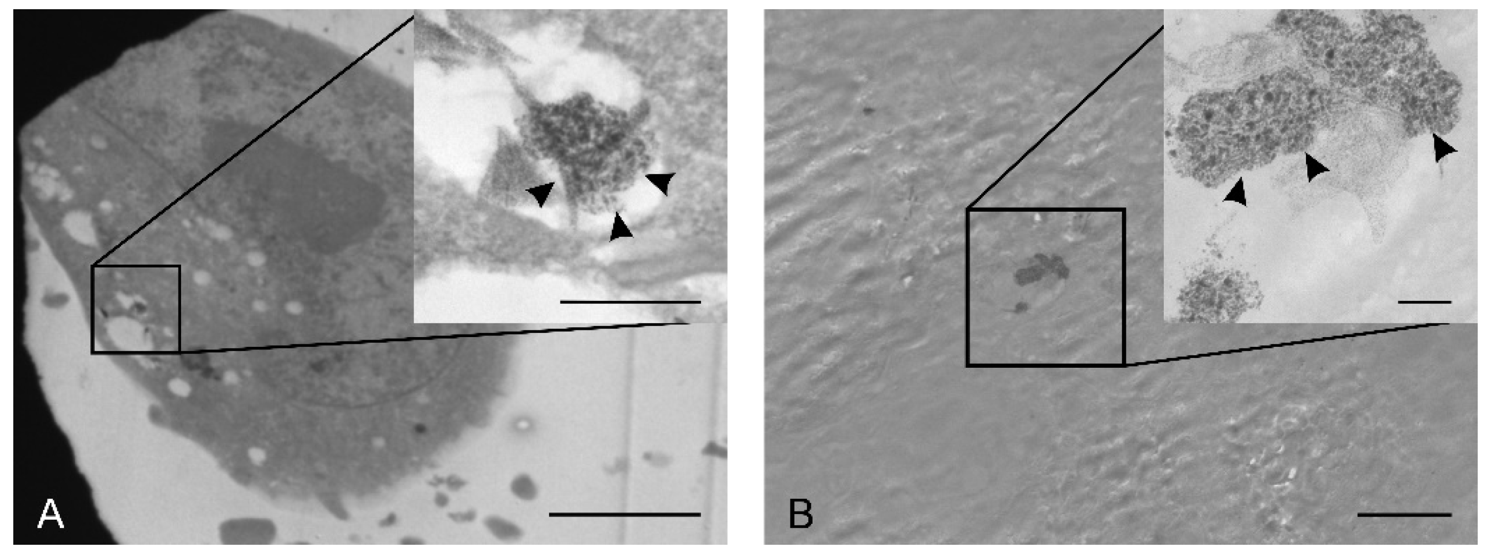 Molecules 25 00819 g010