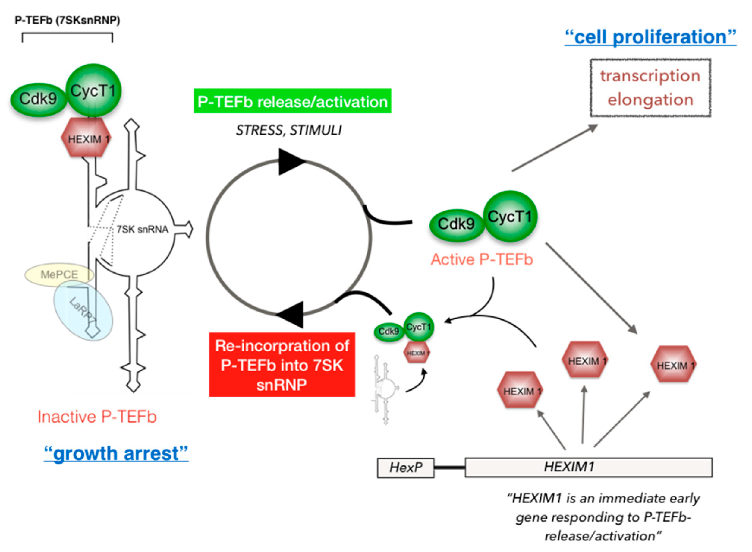 Molecules 25 00838 g002