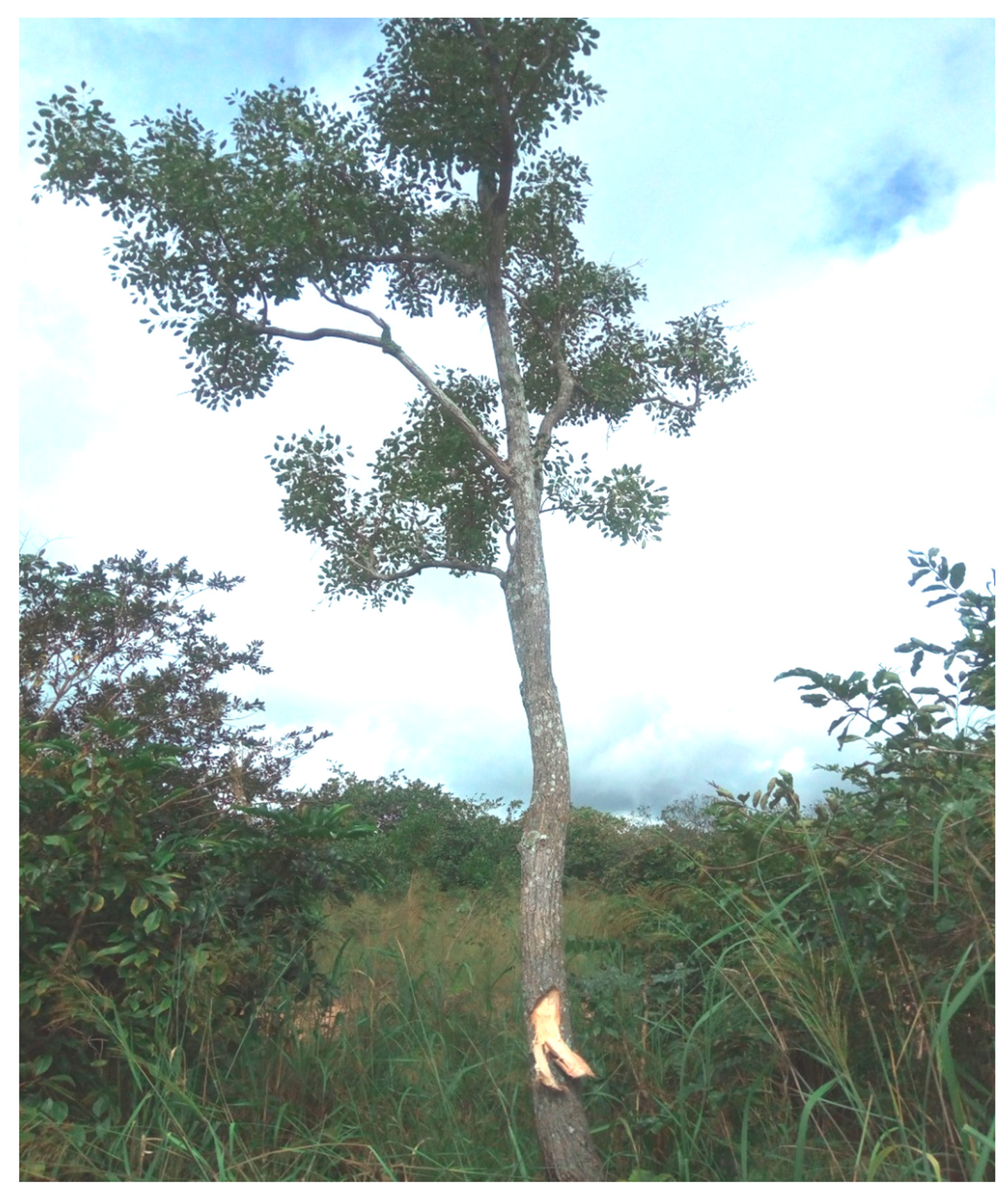 Molecules 25 00849 g001