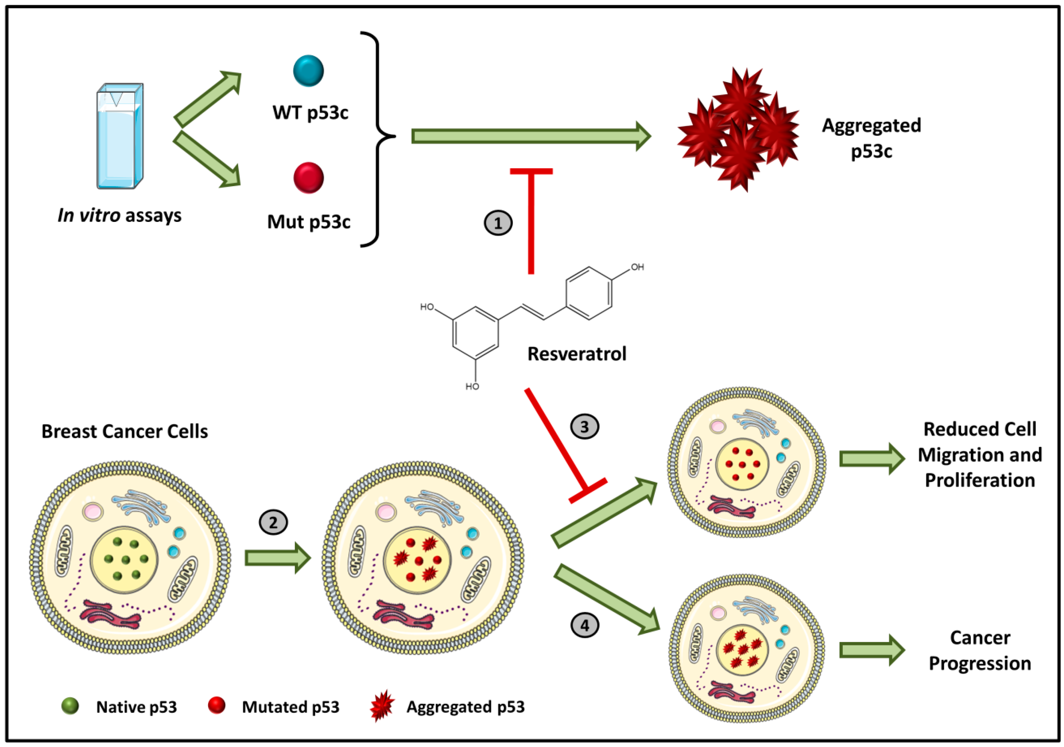 Molecules 25 00893 g002
