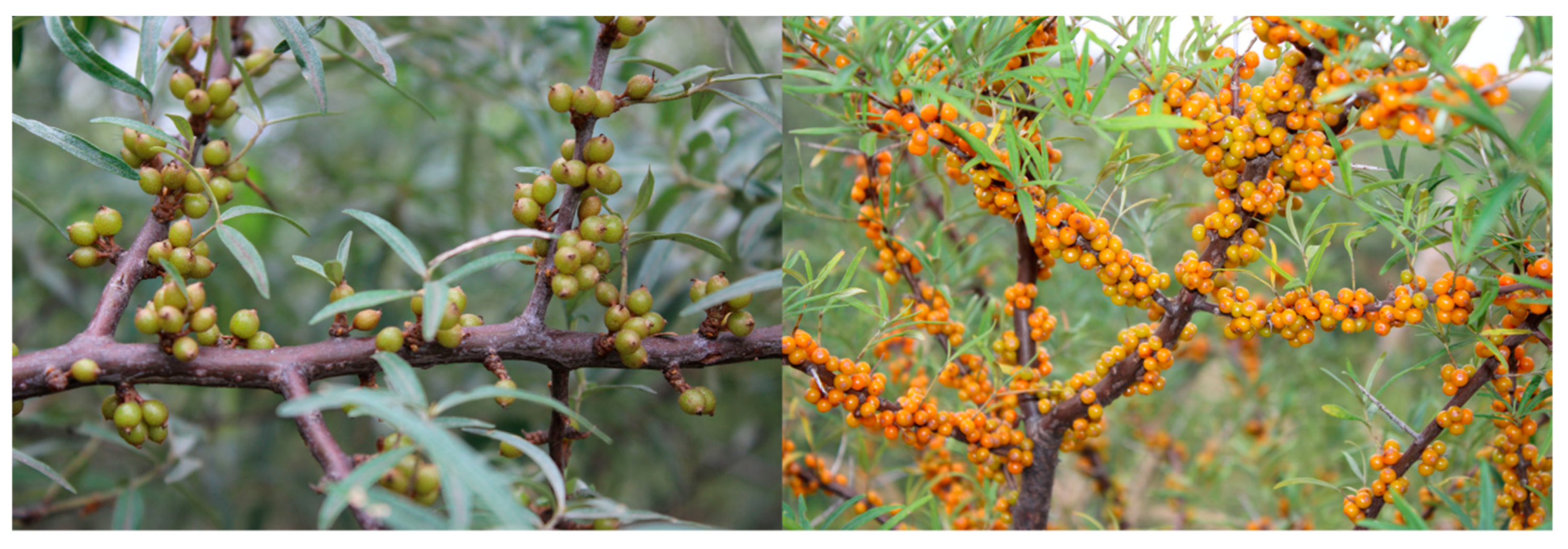 Molecules 25 00917 g001