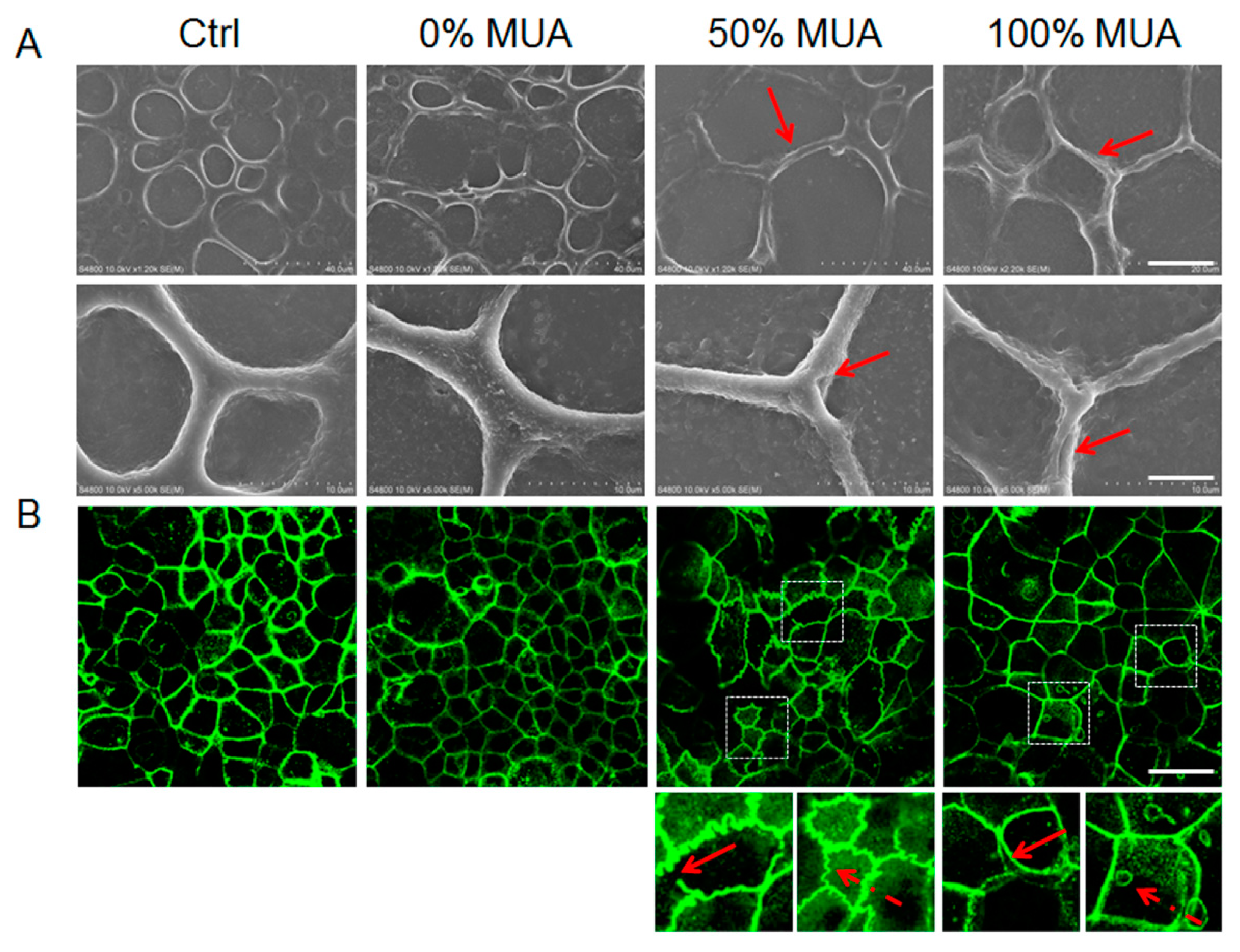 Molecules 25 00919 g007