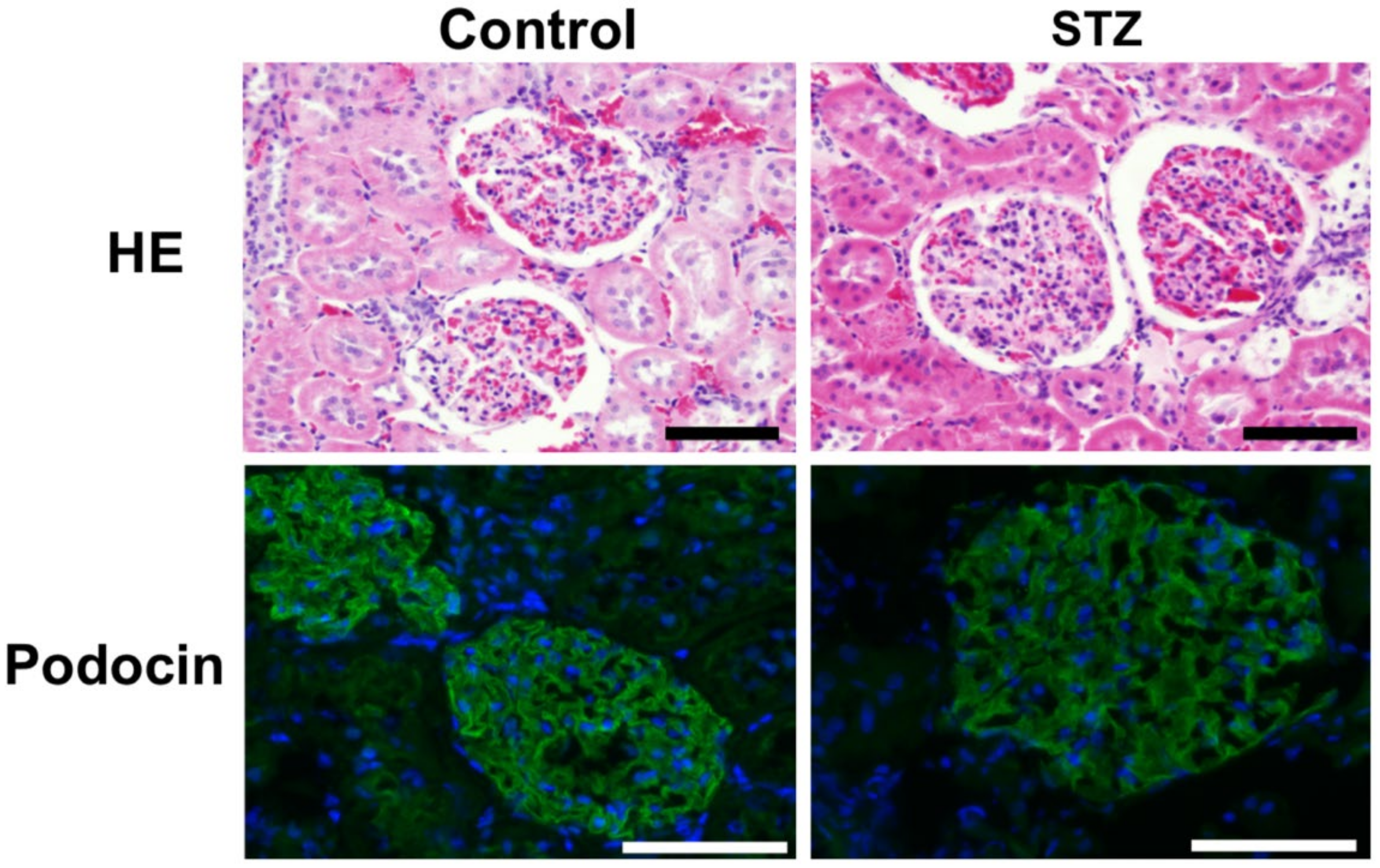 Molecules 25 00950 g003 Molecules 25 00950 g003